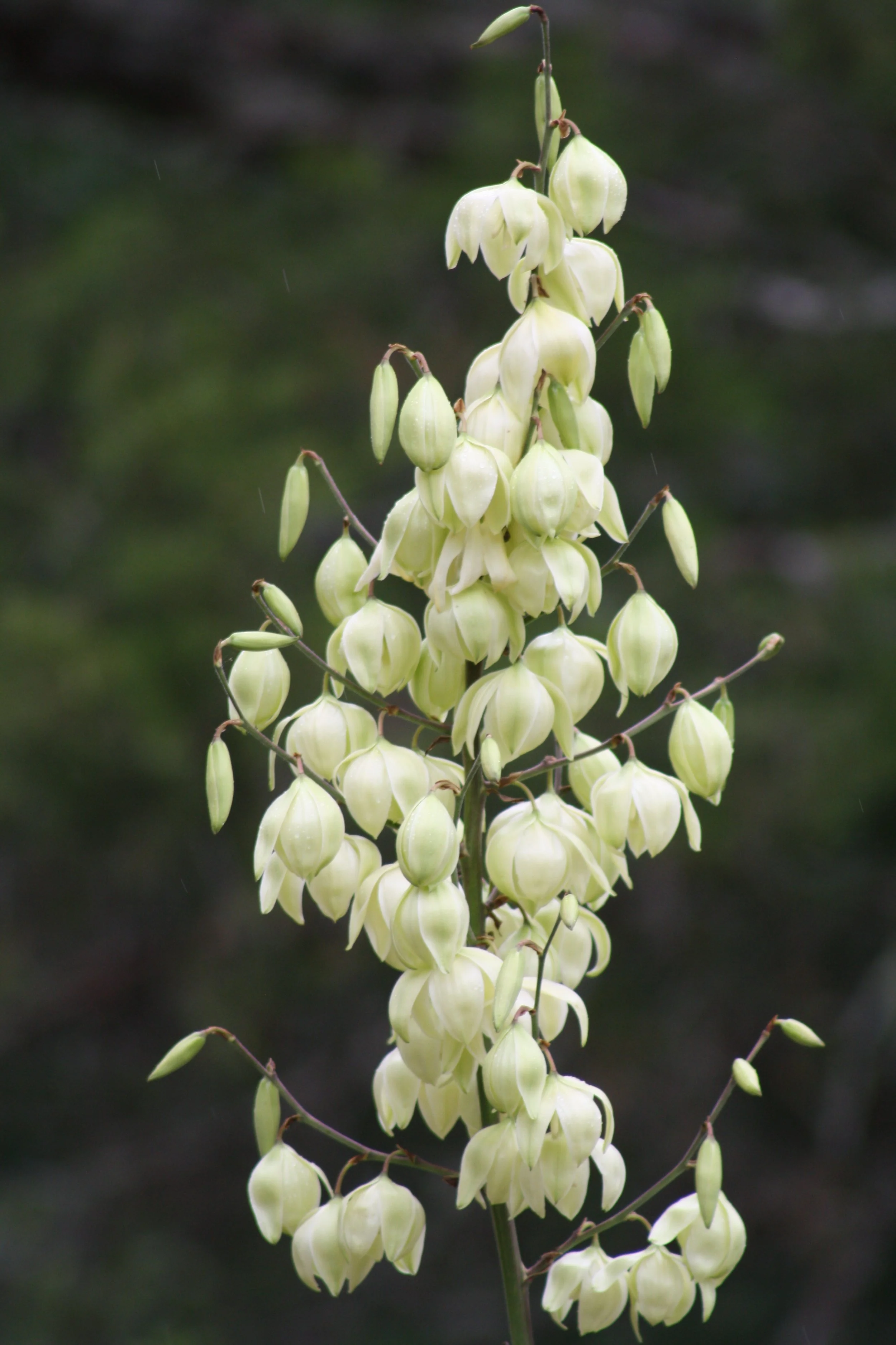 Heggie's Rock, GA, 2025.