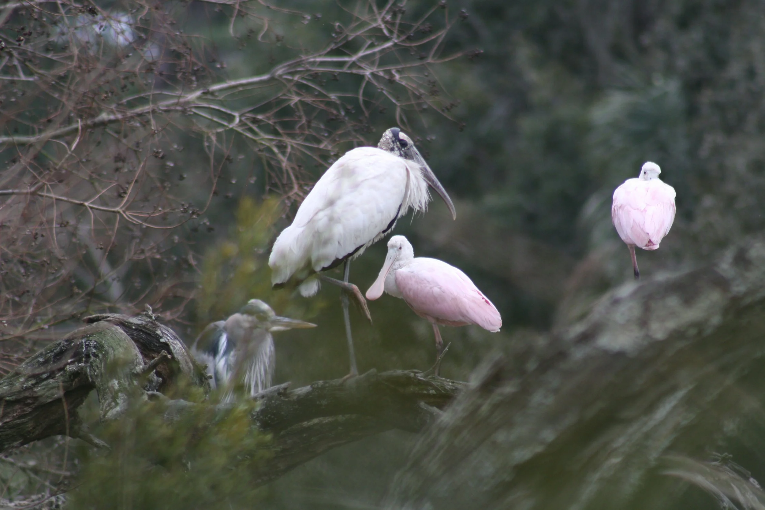 Wood Stork, Roseate Spoonbill, and Great Blue Heron, Skidaway Island, GA, 2026.