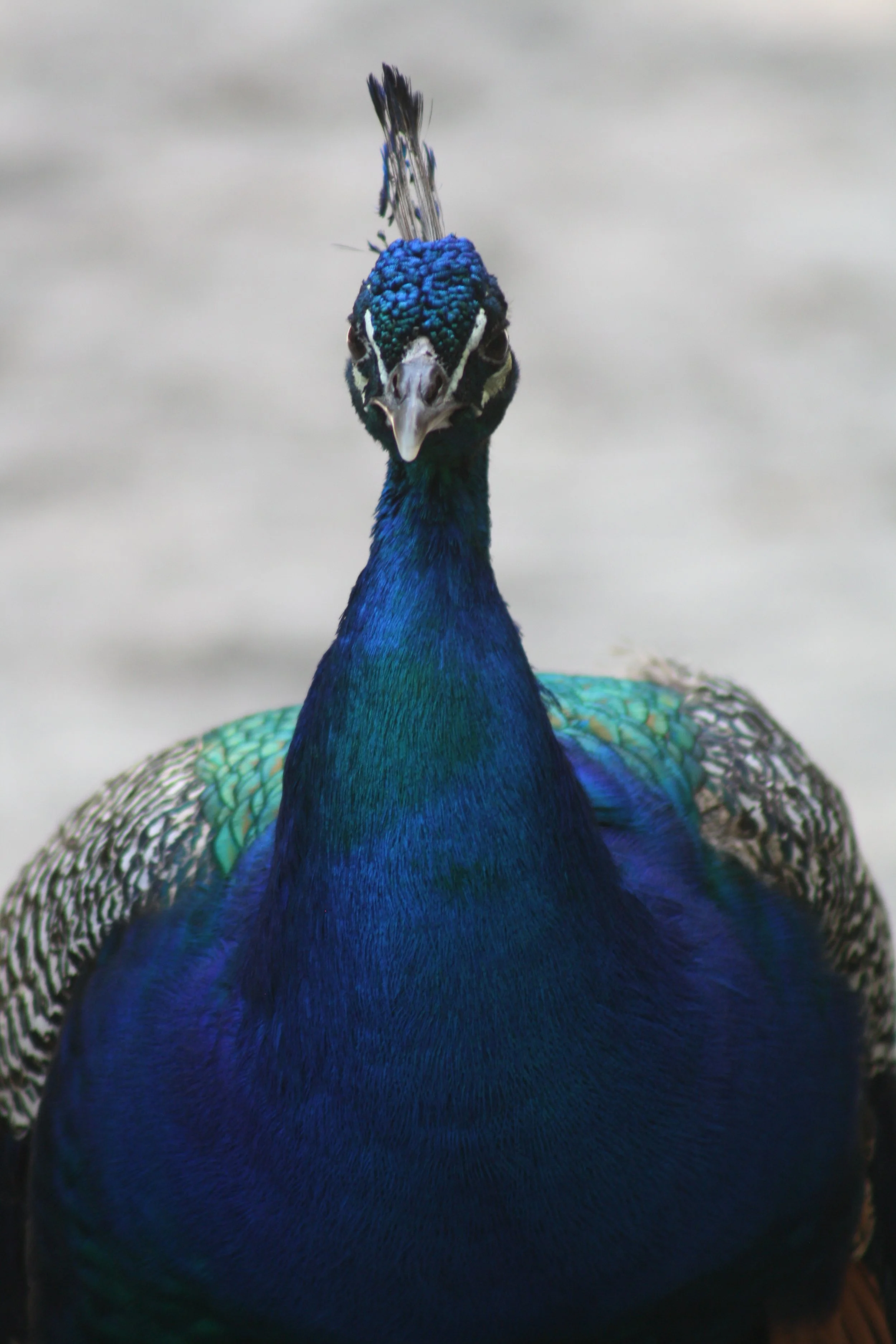 Peacock, Charleston, SC, 2026.