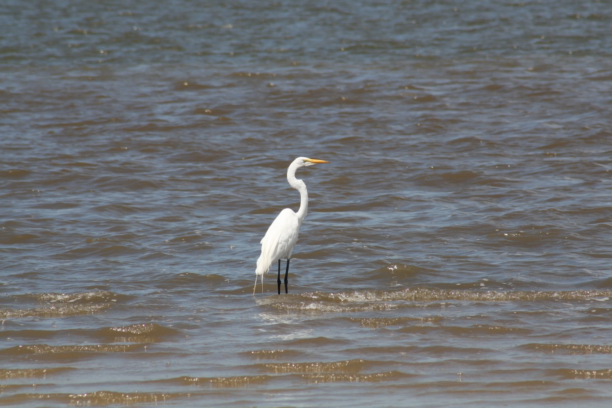 Great Egret, Jekyll Island, GA, 2025.