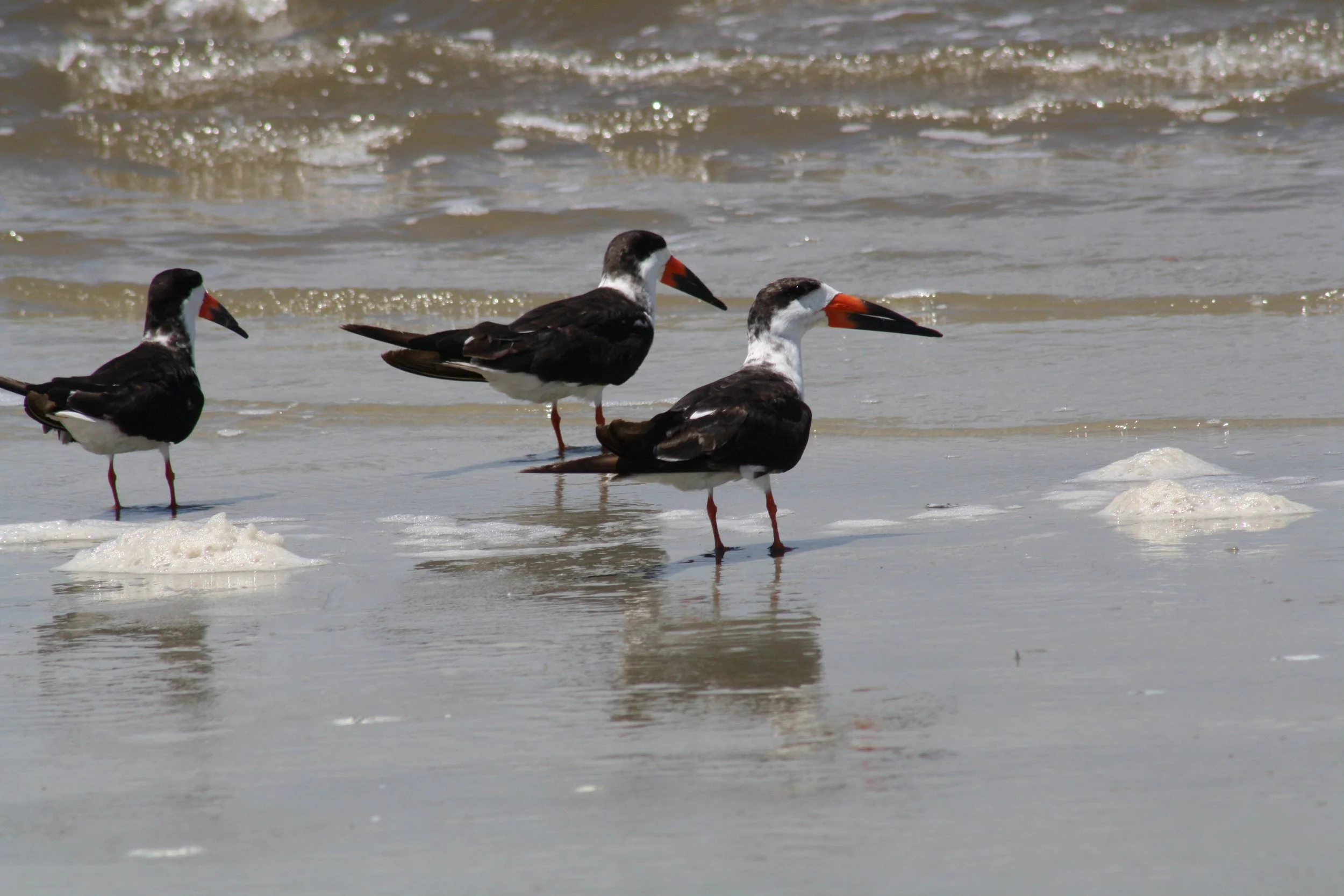 Black Skimmer, Jekyll Island, GA, 2025.