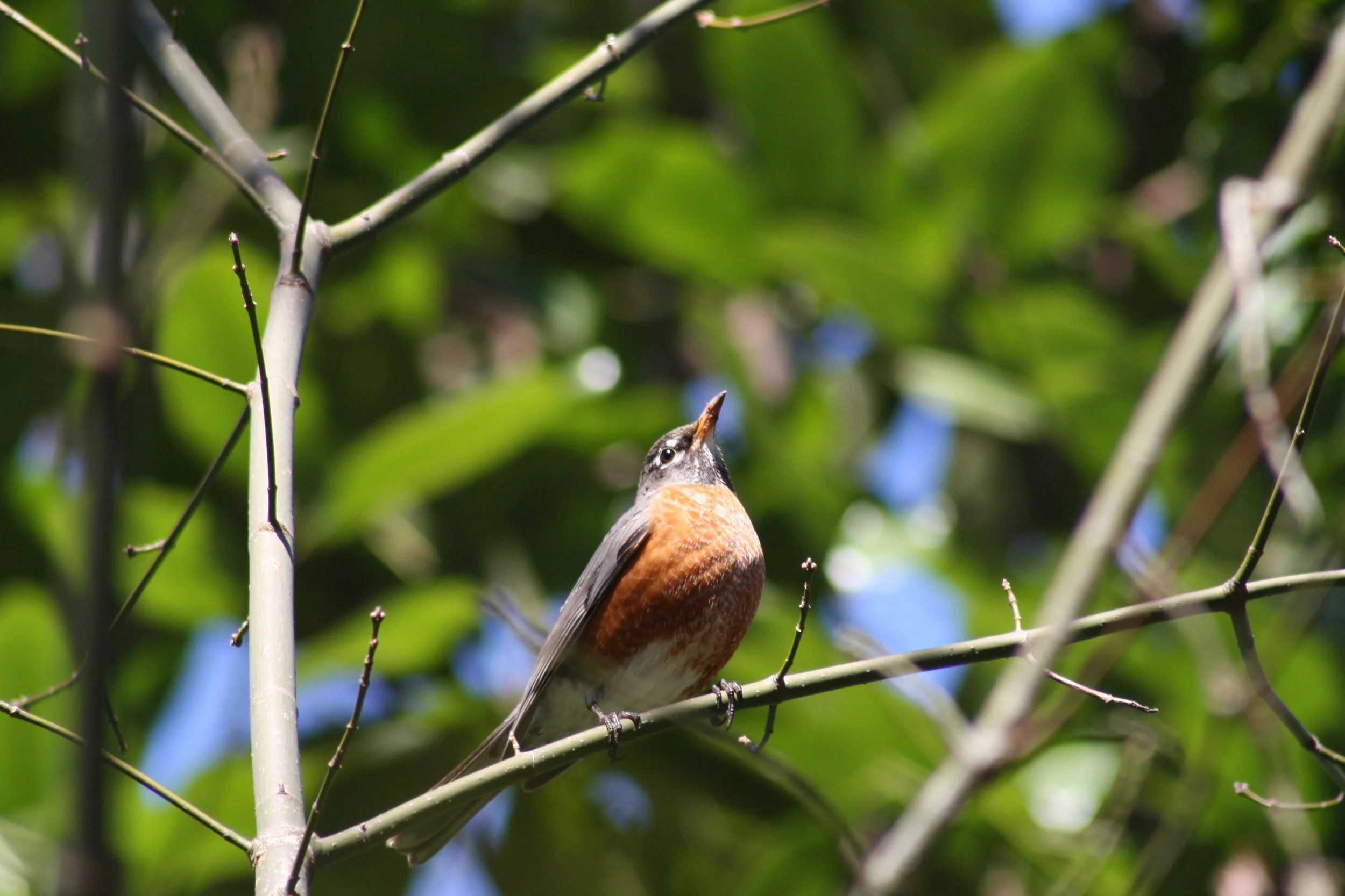 American Robin, Atlanta, GA, 2025.