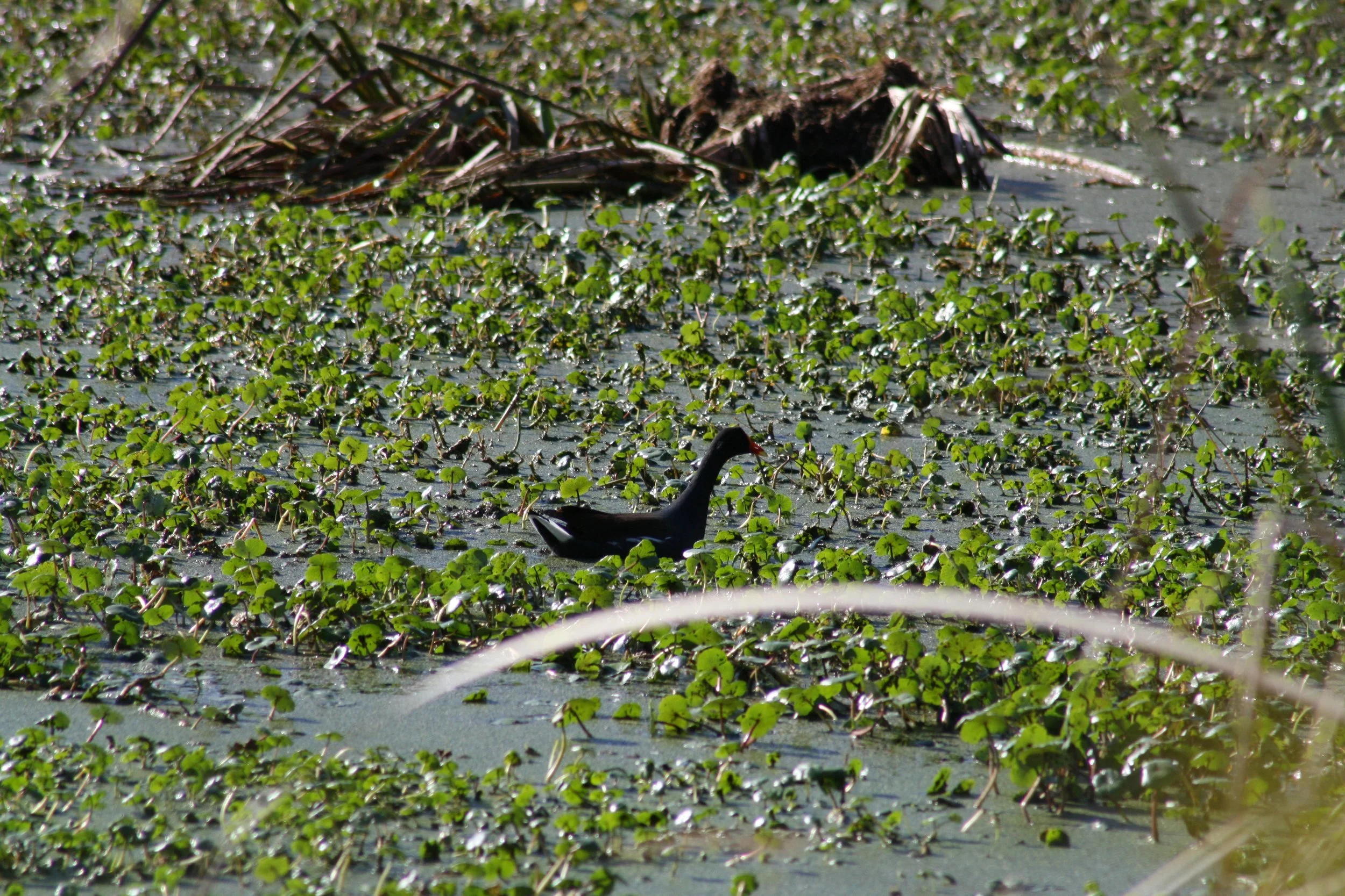 Common Gallinule, Skidaway Island, GA, 2025.