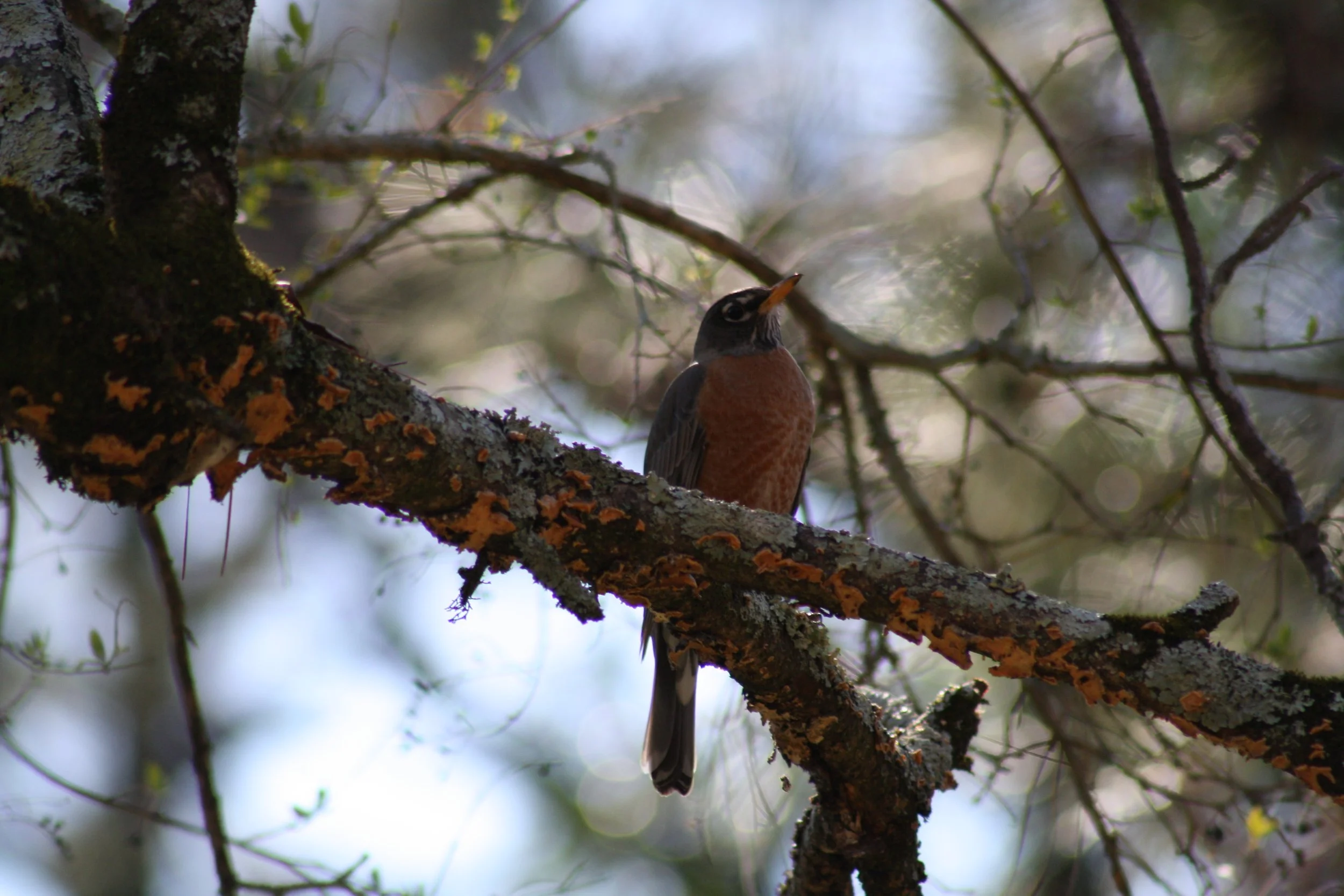 American Robin, Atlanta, GA, 2025.