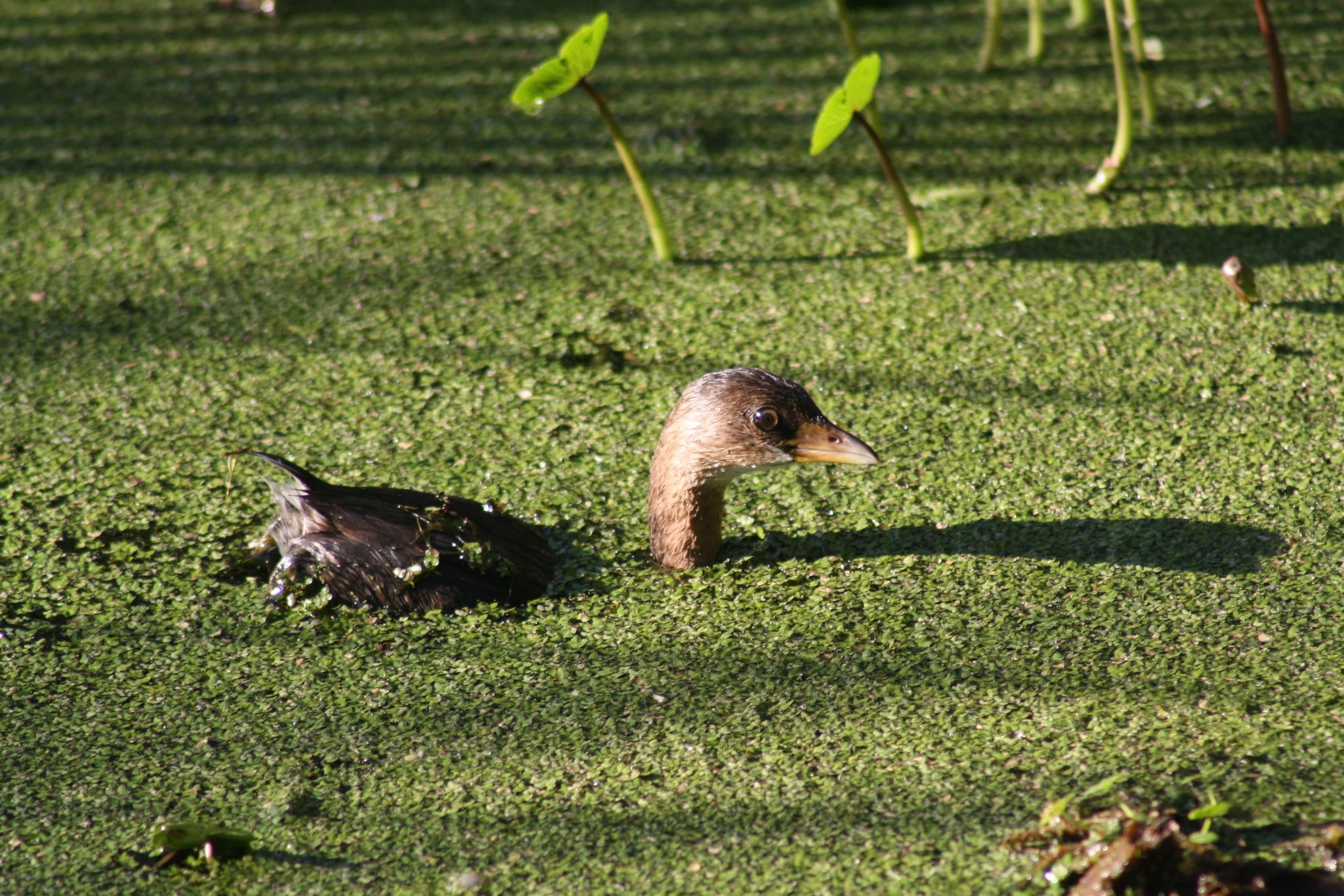 Pied Billed Grebe, Skidaway Island, GA, 2025.