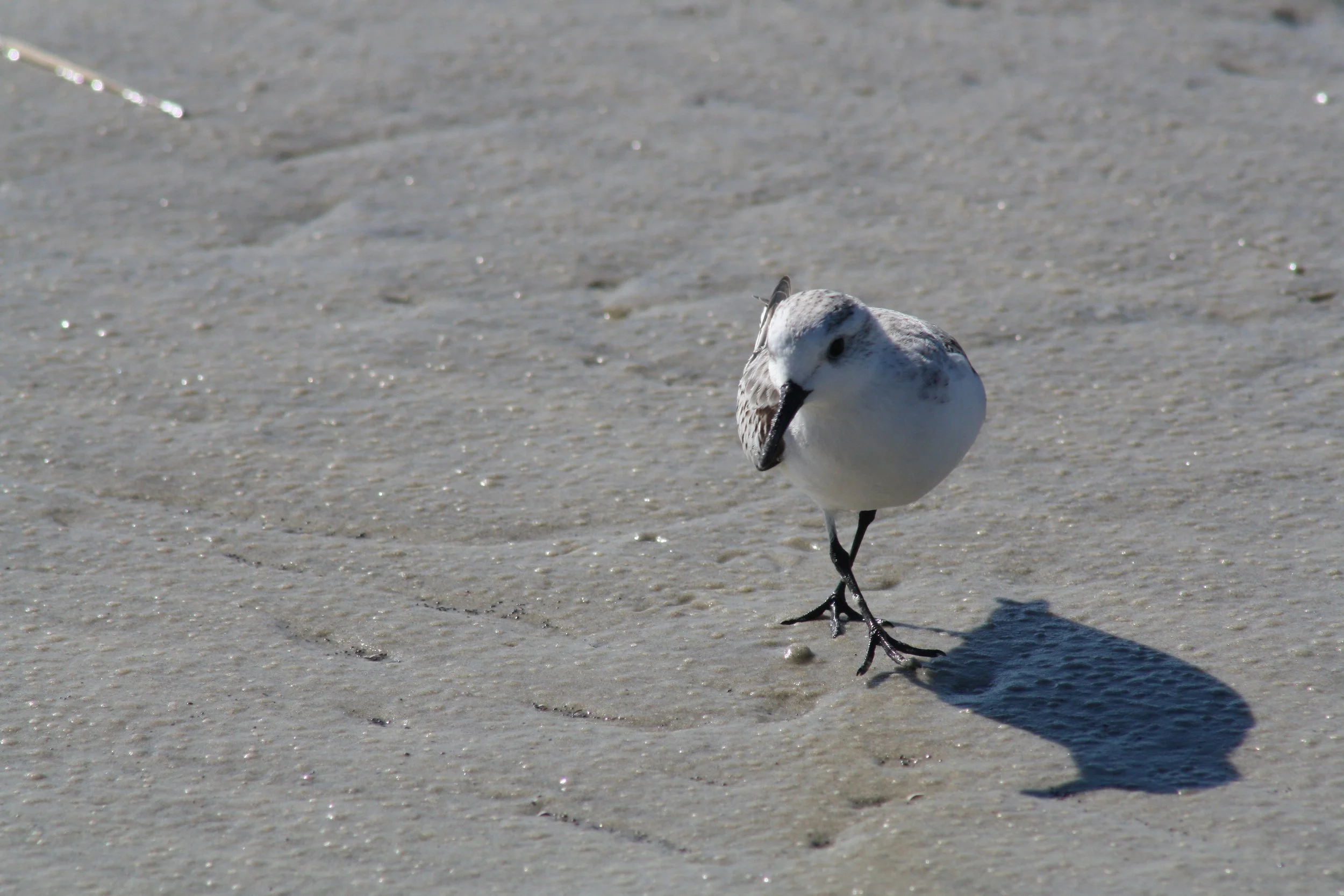 Sanderling, Jekyll Island, GA, 2025.