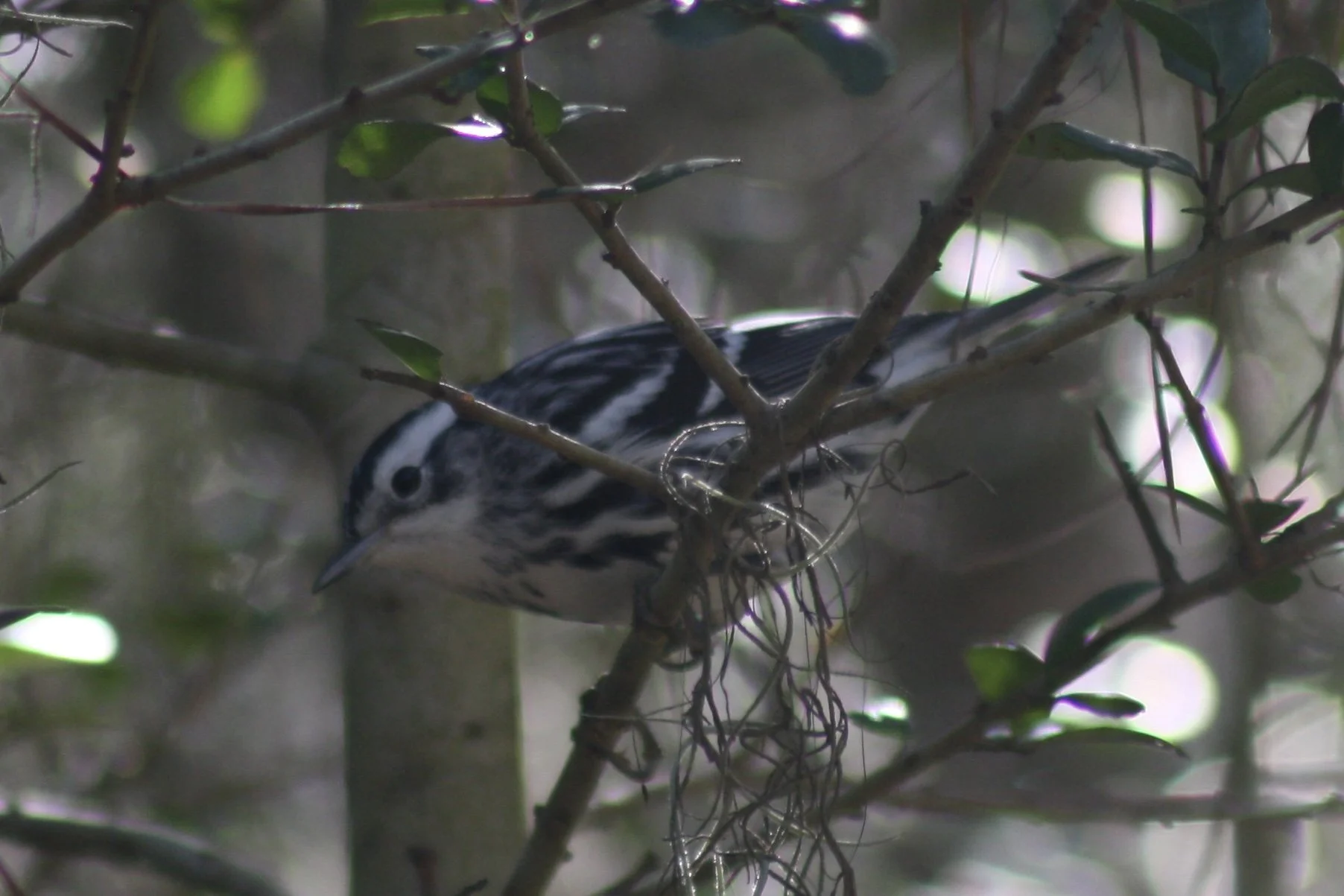 Black and White Warbler, Skidaway Island, GA, 2026.