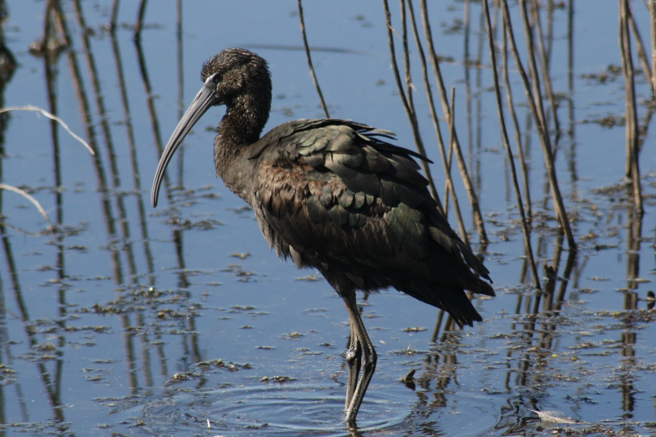 Glossy Ibis, Savannah, GA, 2026.