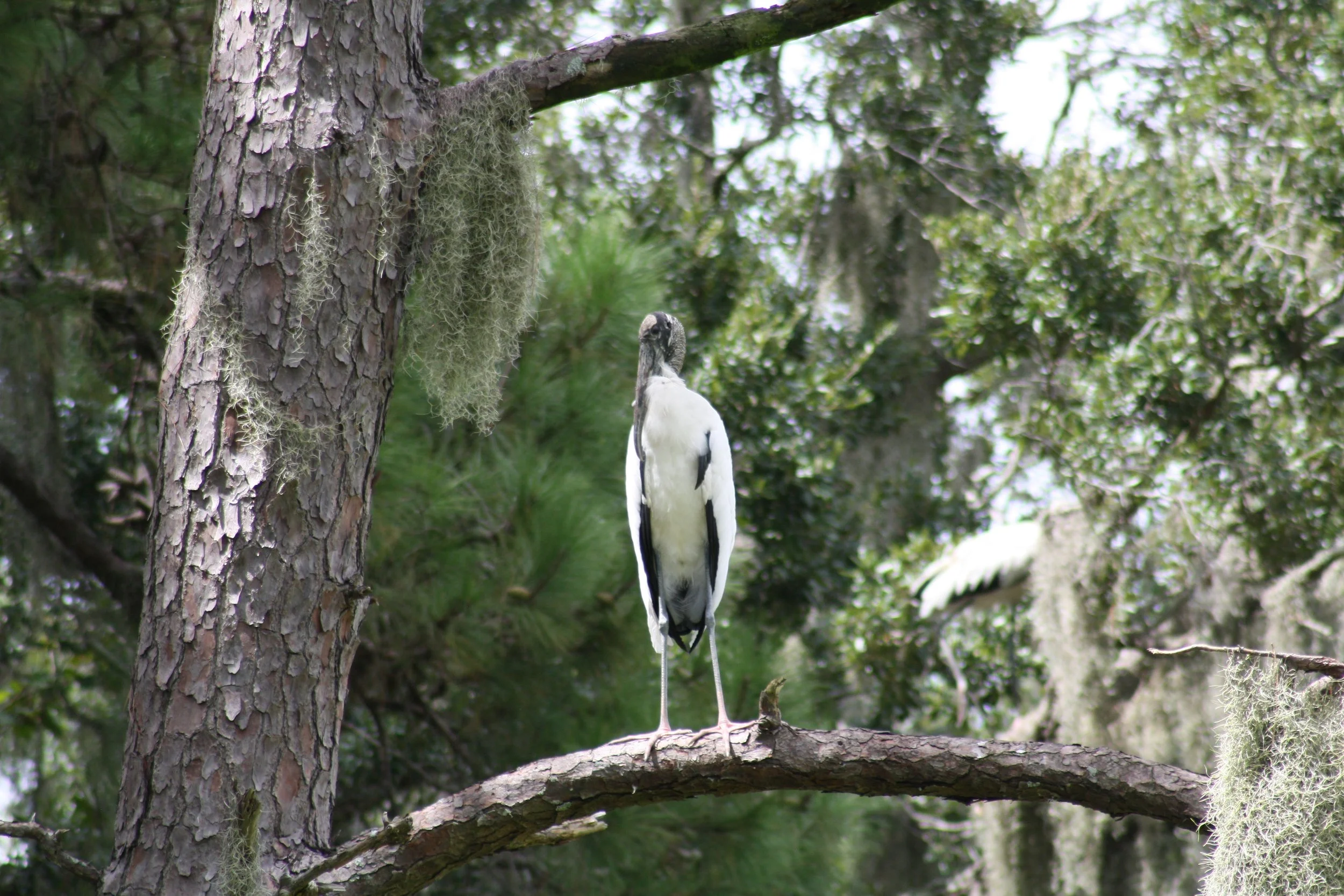 Wood Stork, Skidaway Island, GA, 2025.