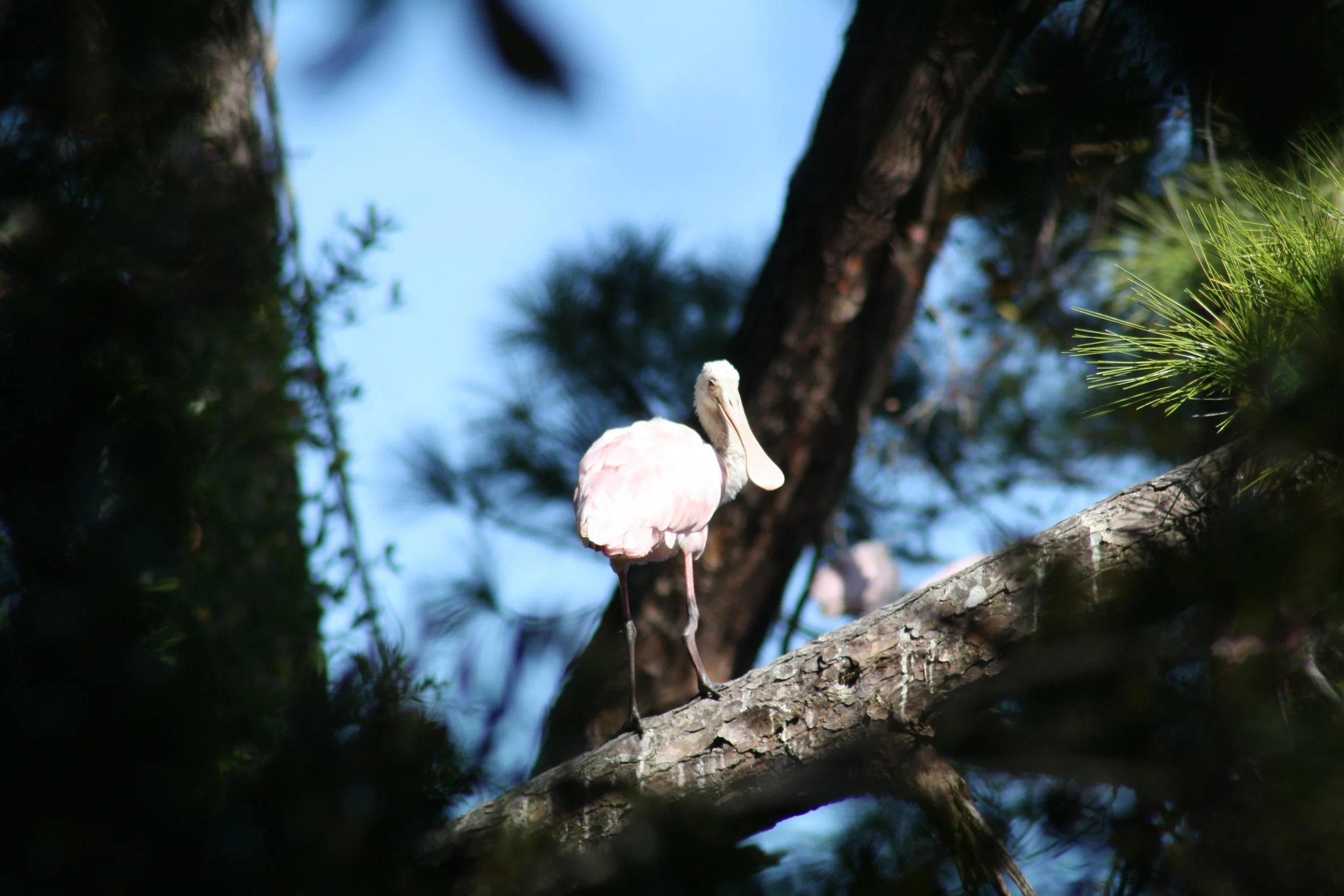 Roseate Spoonbill, Jekyll Island, GA, 2025.