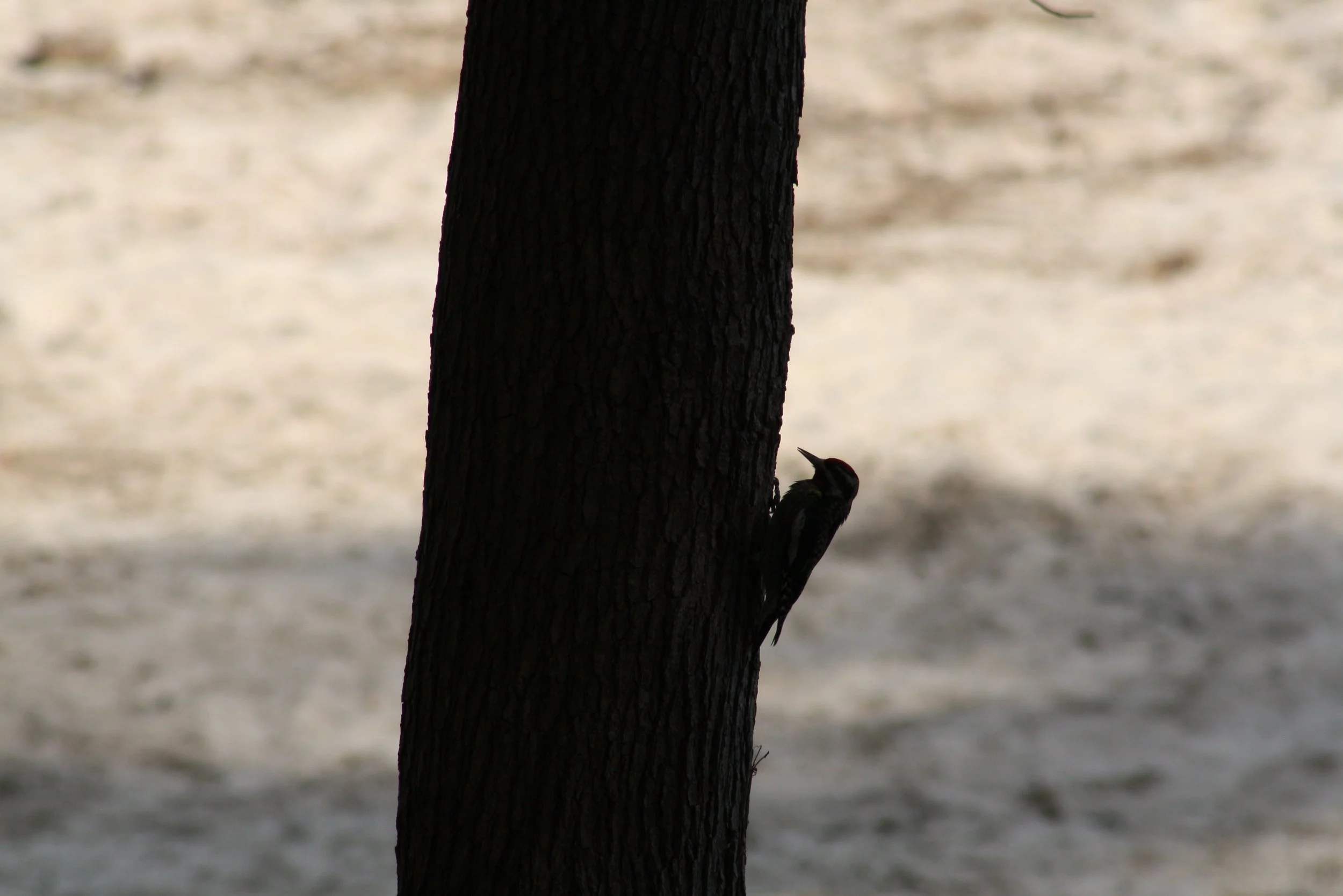 Yellow Bellied Sapsucker, Atlanta, GA, 2025.