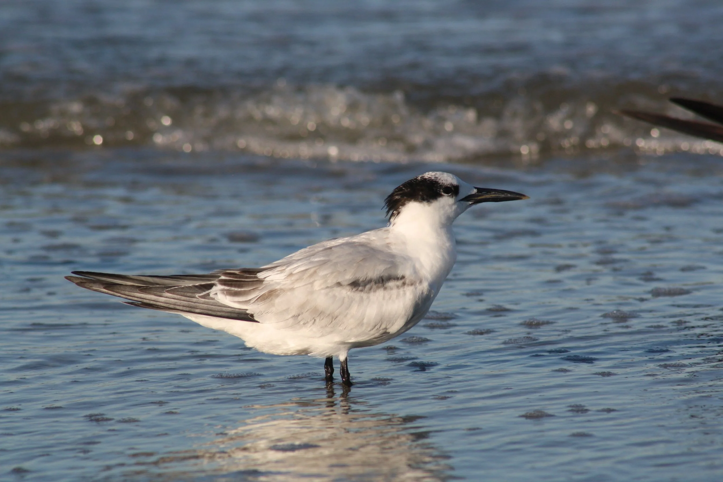 Sandwich Tern, Tybee Island, GA, 2025.