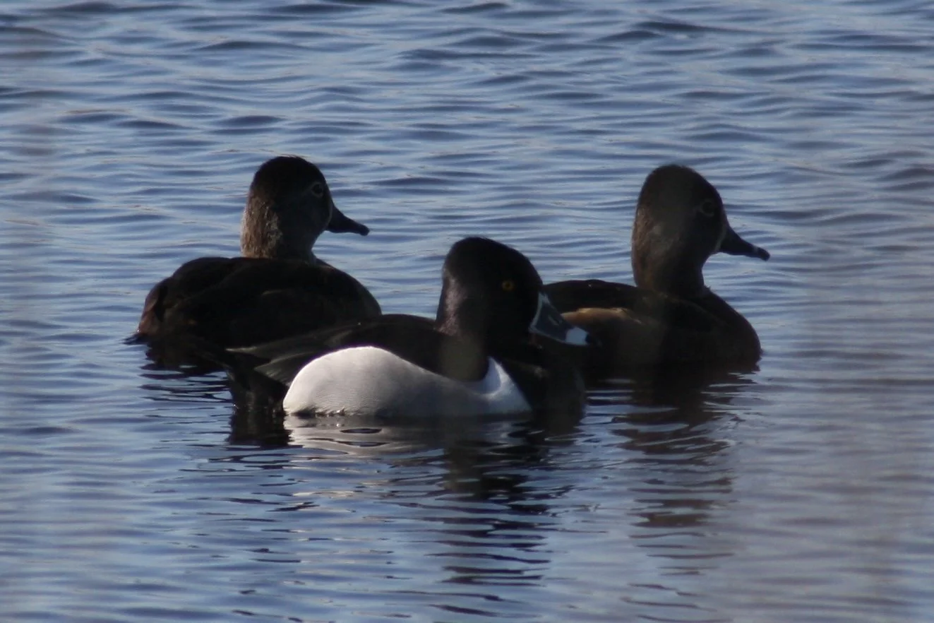 Ring Necked Duck, Savannah, GA, 2026.