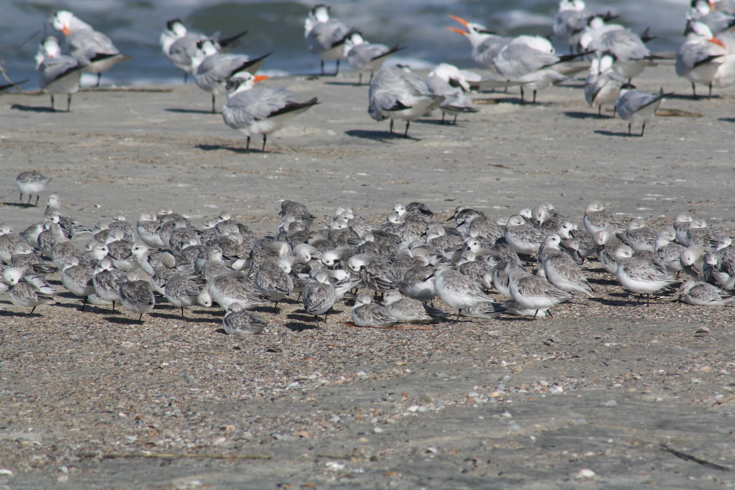 Sanderling, Tybee Island, GA, 2025.