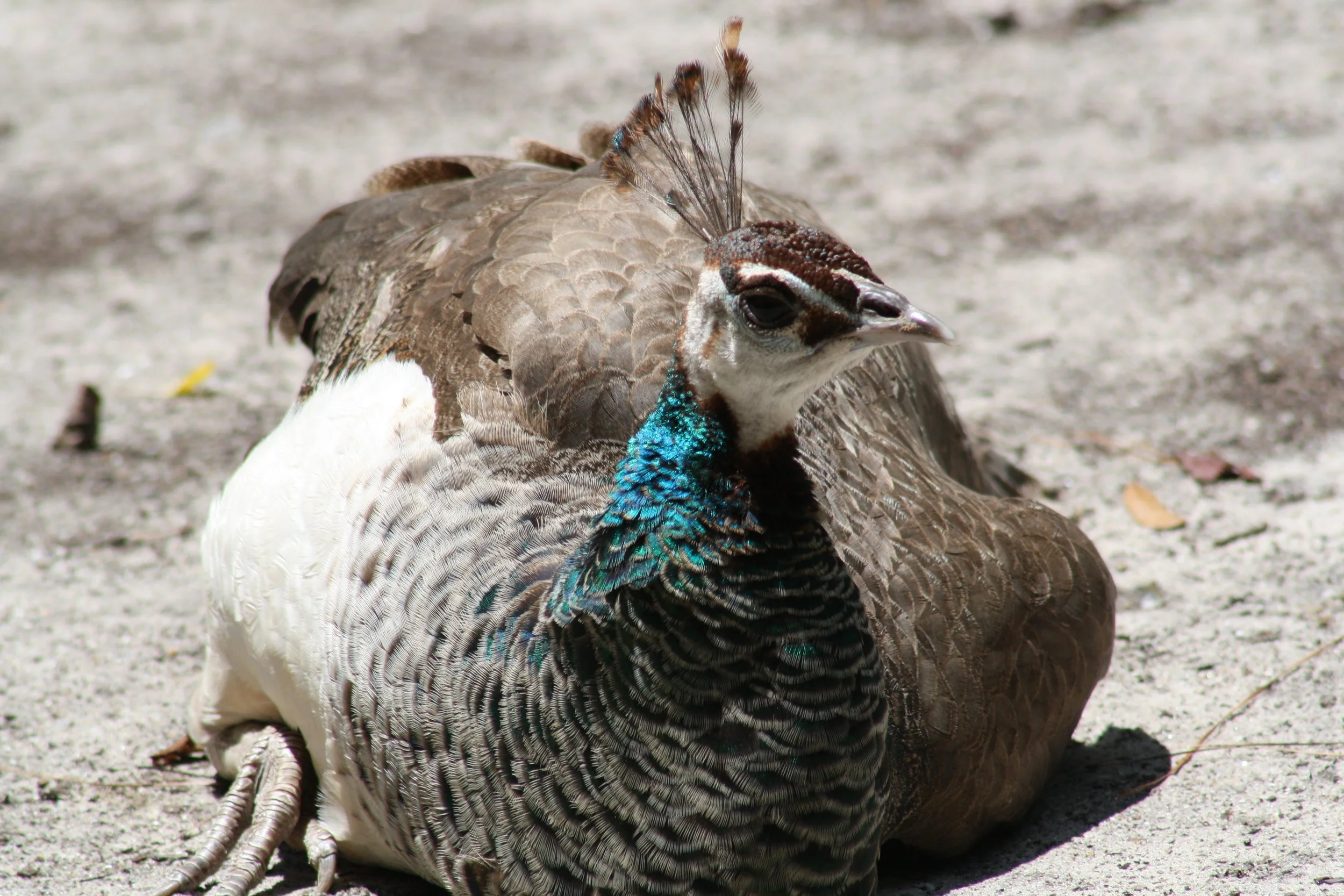 Peacock, Charleston, SC, 2026.