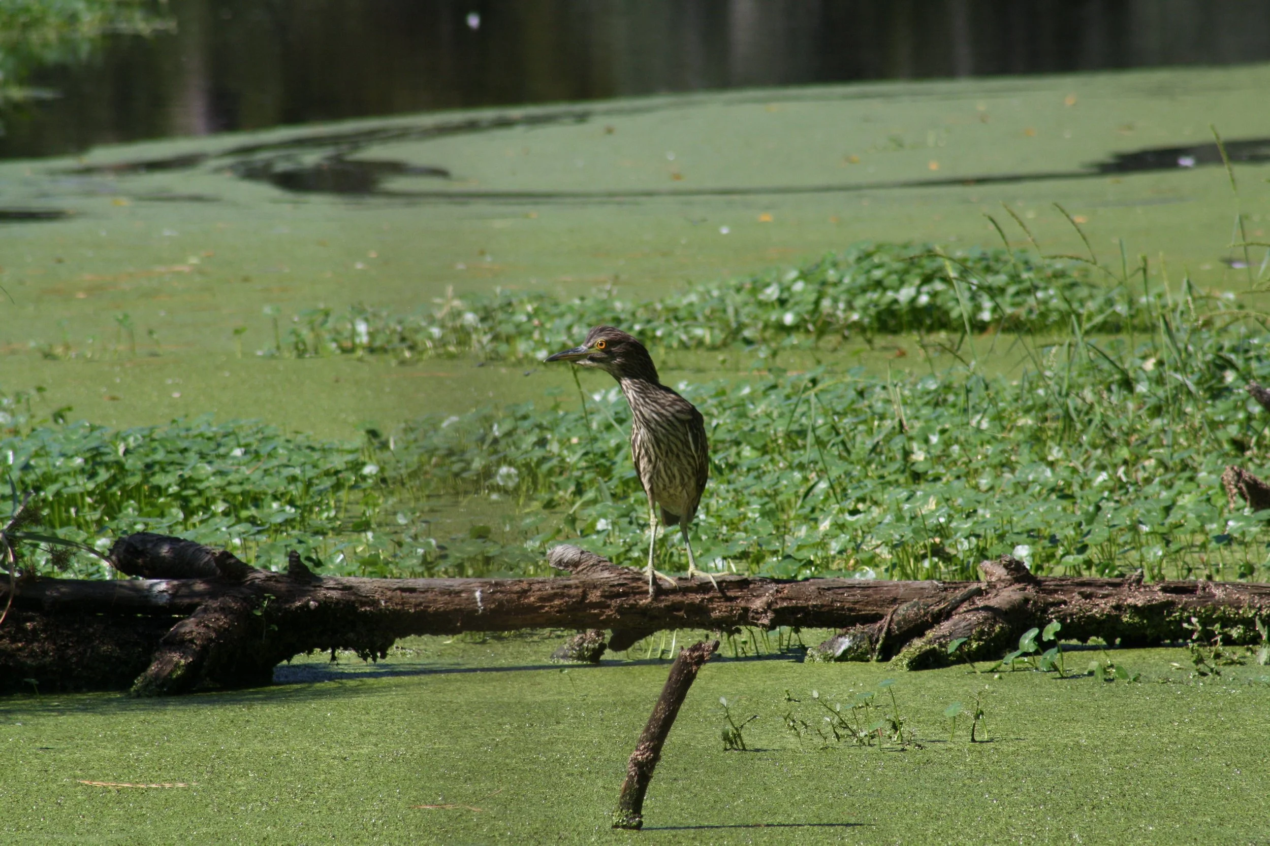 Yellow Crowned Night Heron, Skidaway Island, GA, 2025.