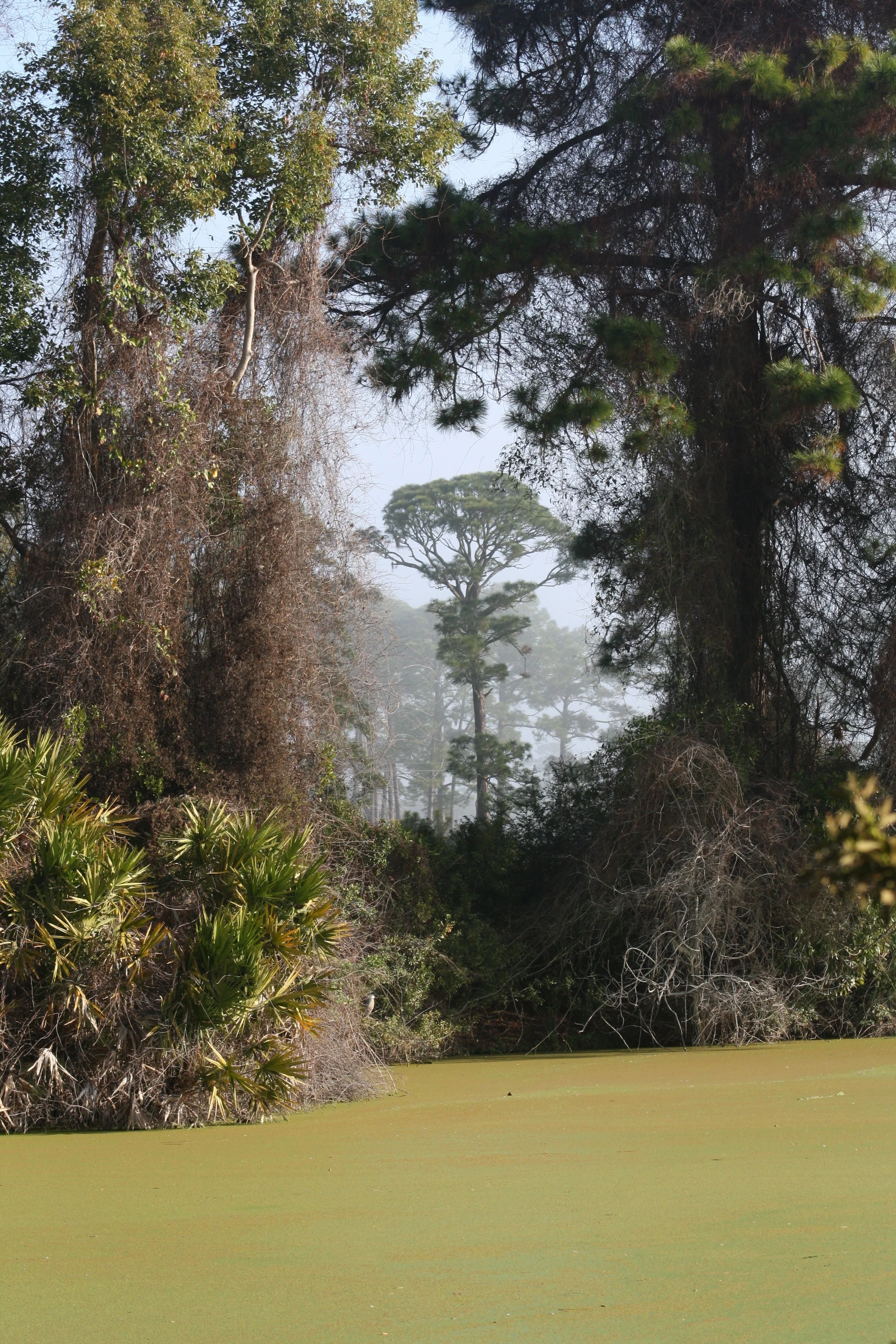 Jekyll Island, GA, 2026.