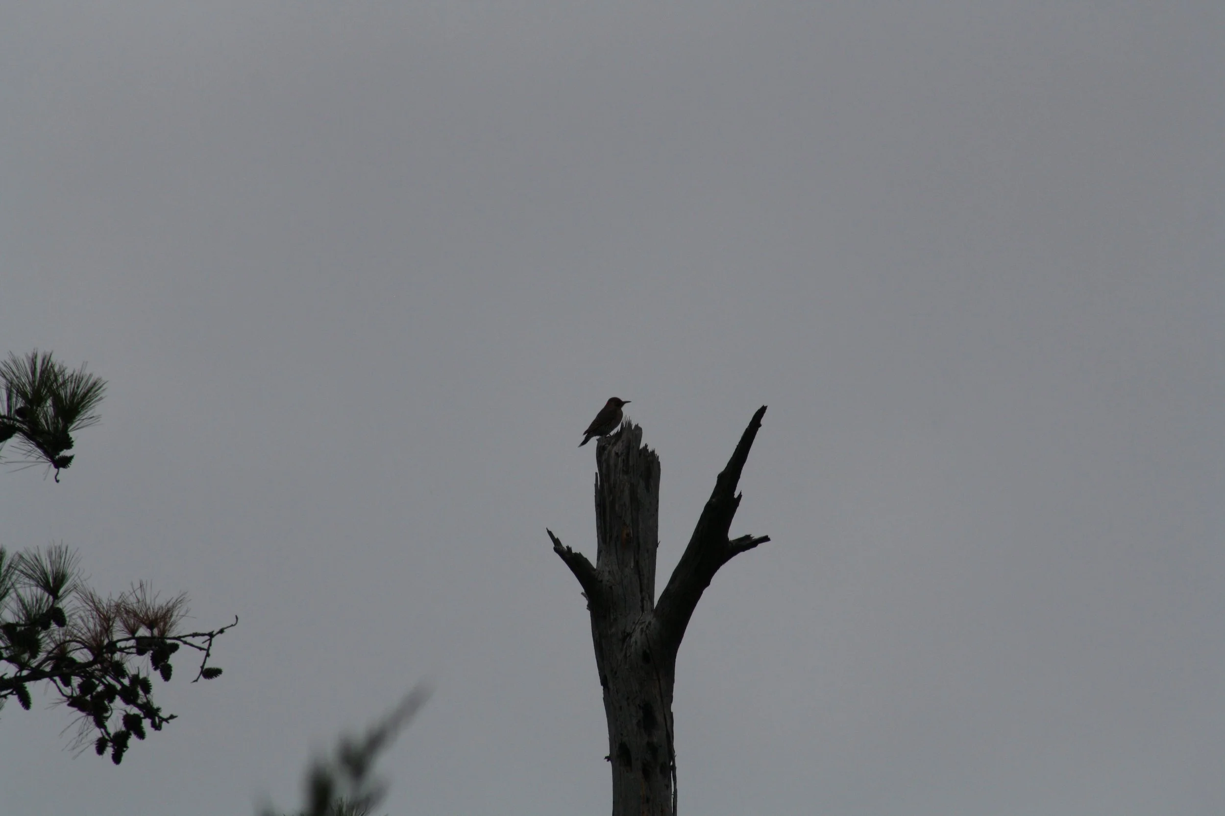 Northern Flicker, Skidaway Island, GA, 2025.