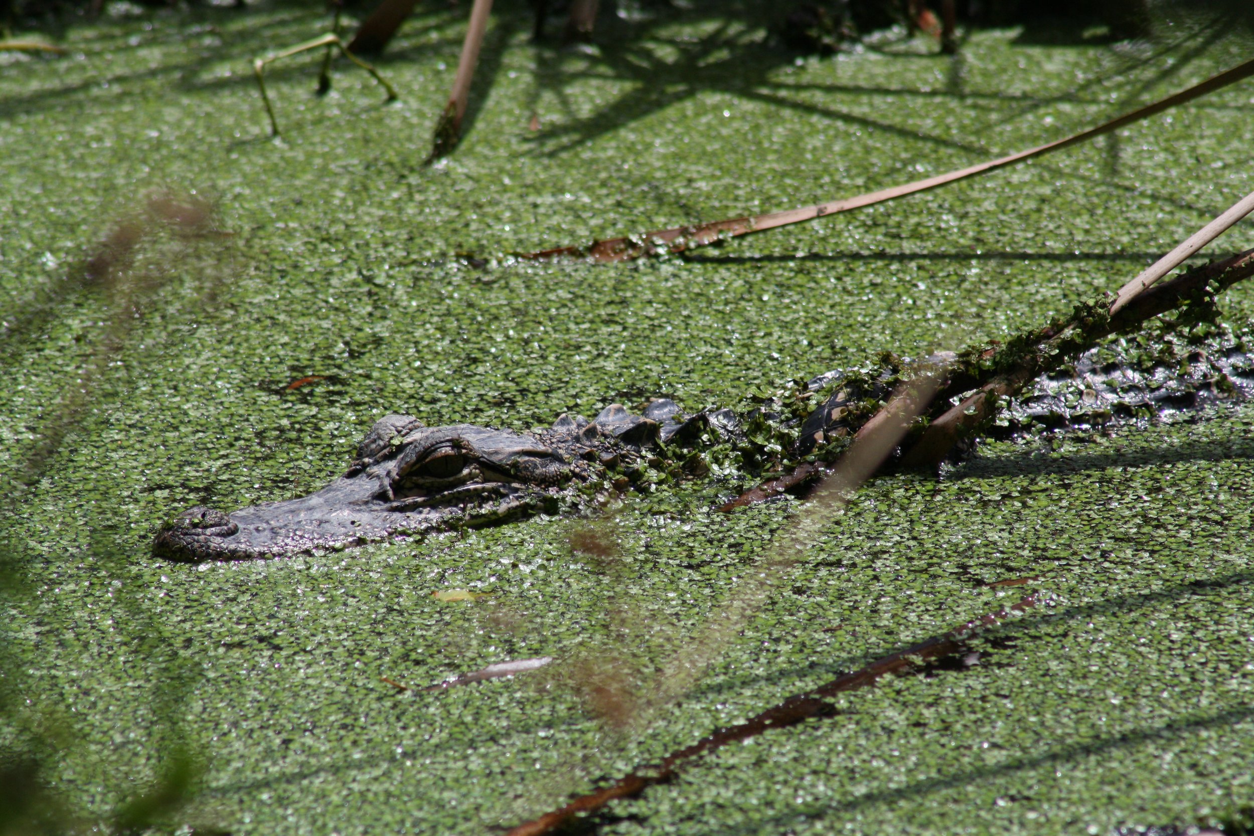 Alligator, Skidaway Island, GA, 2025.