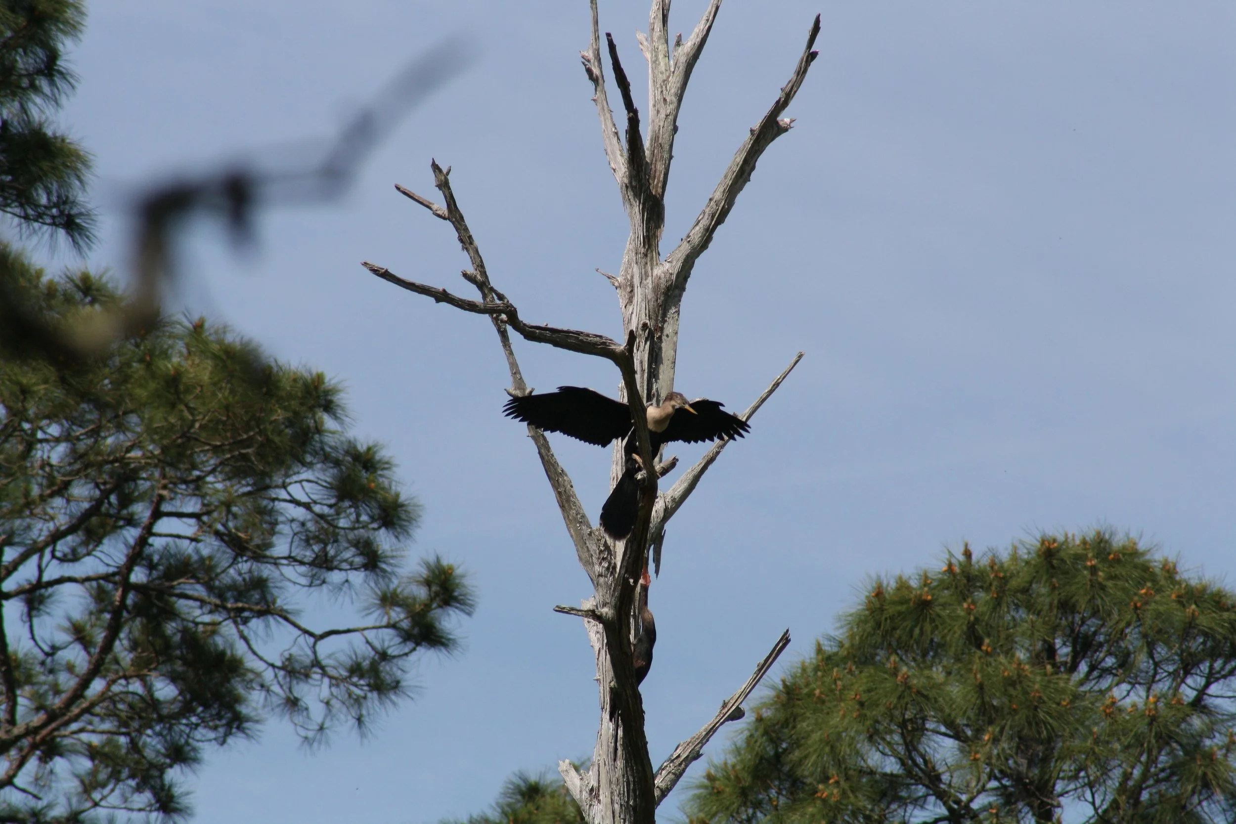 Anhinga, Skidaway Island, GA, 2025.
