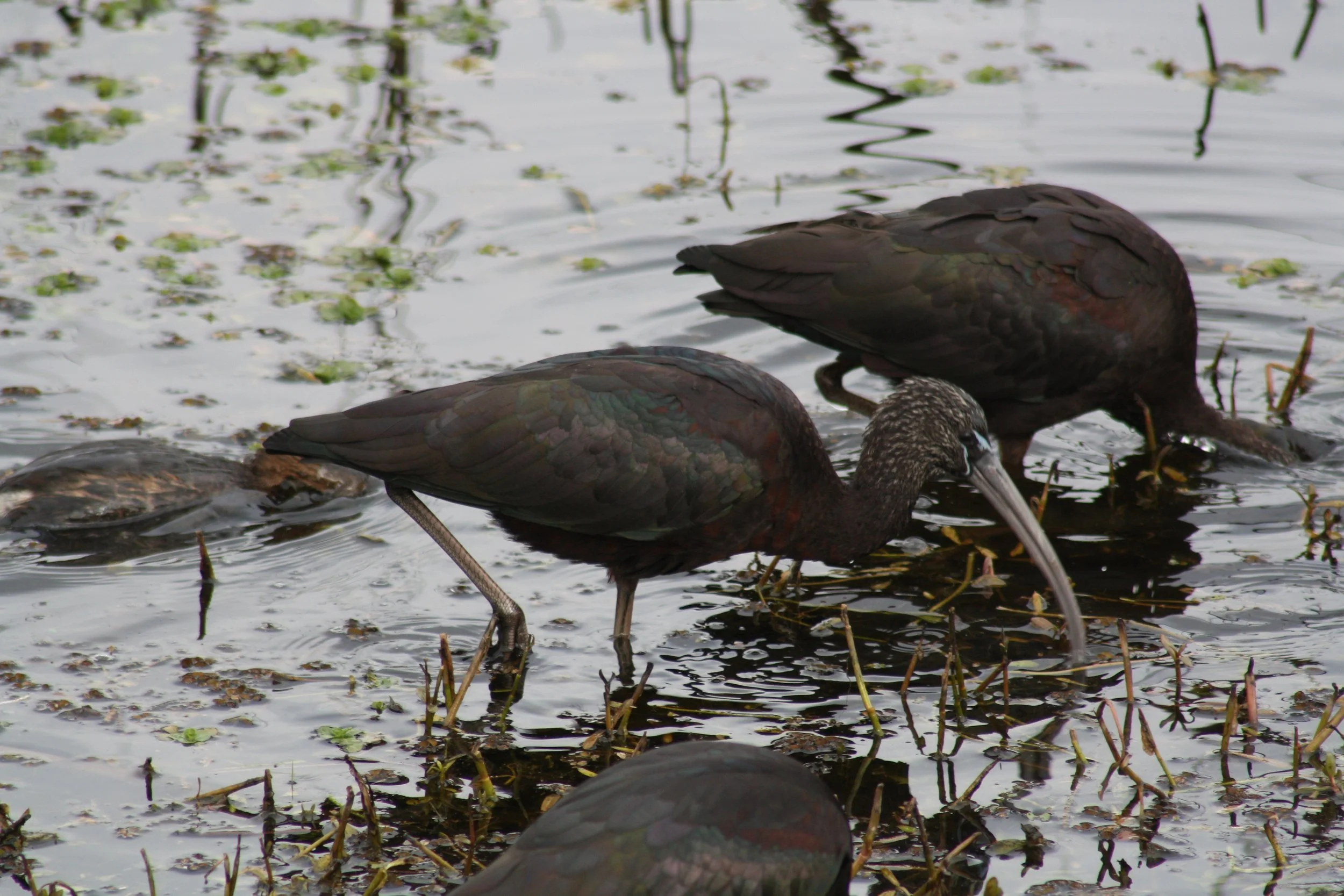 Glossy Ibis, Savannah, GA, 2026.