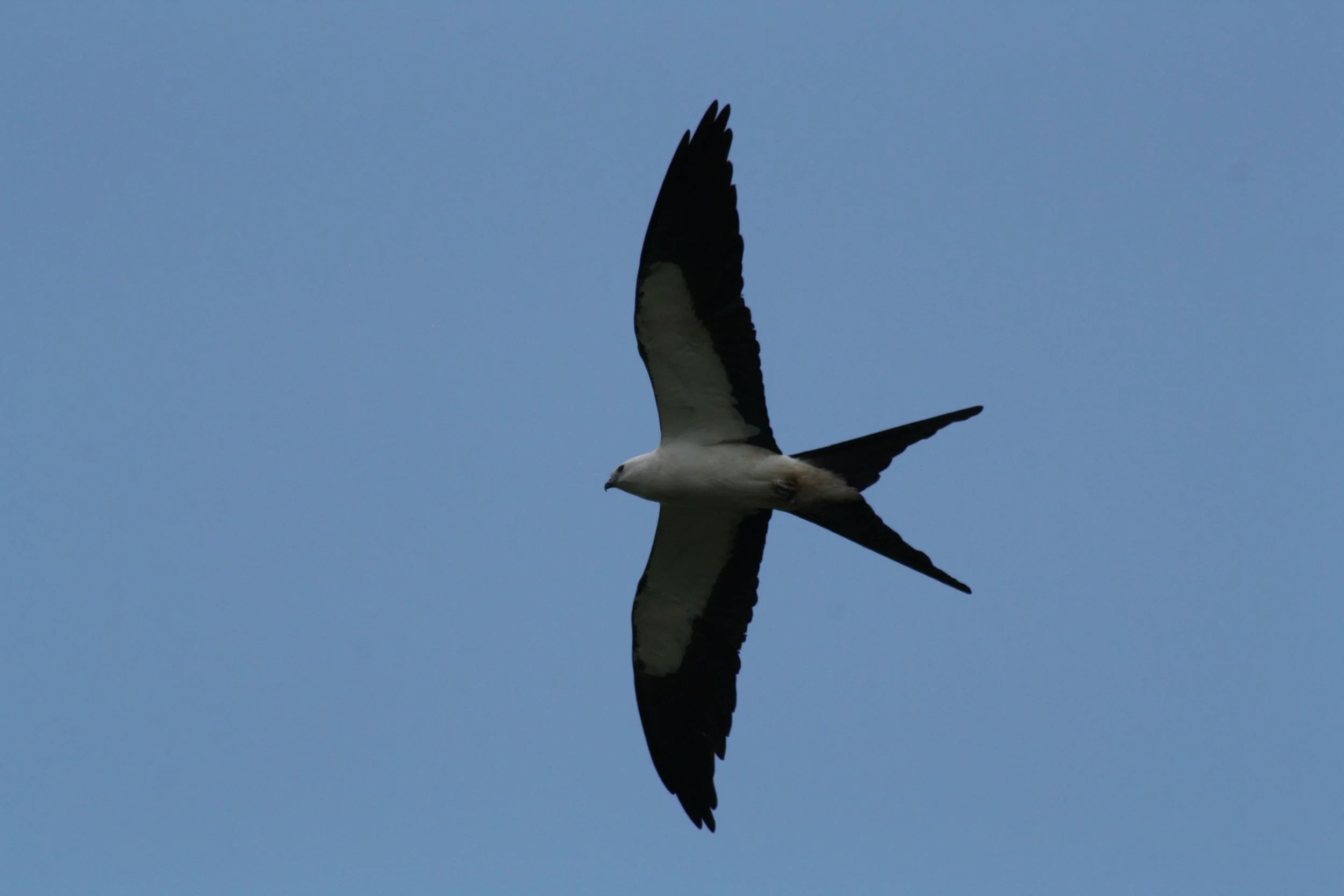 Swallow Tailed Kite, Savannah, GA, 2026.