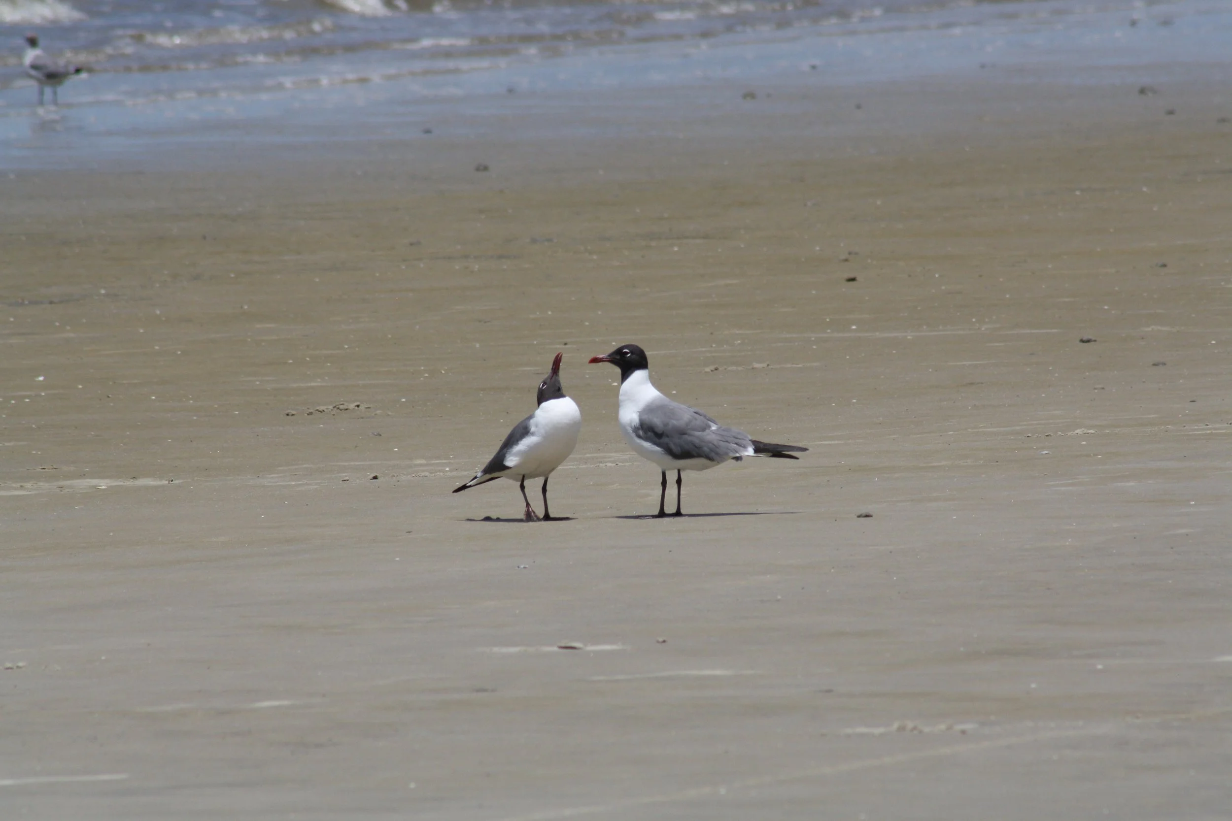 Laughing Gull, Jekyll Island, GA, 2025.