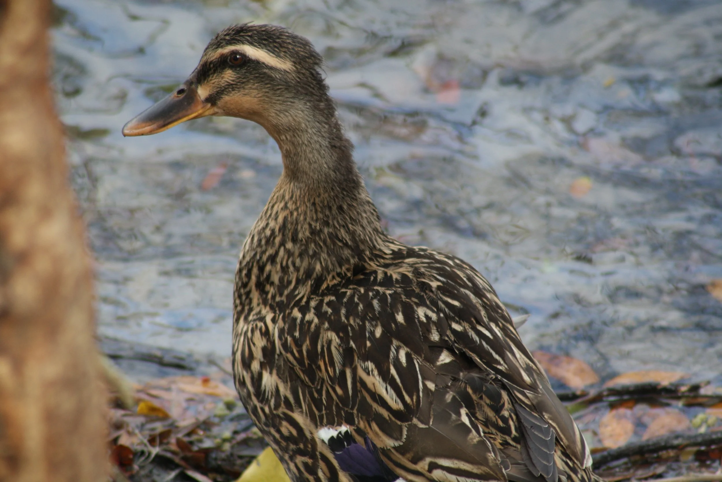 Mallard, Savannah, GA, 2026.