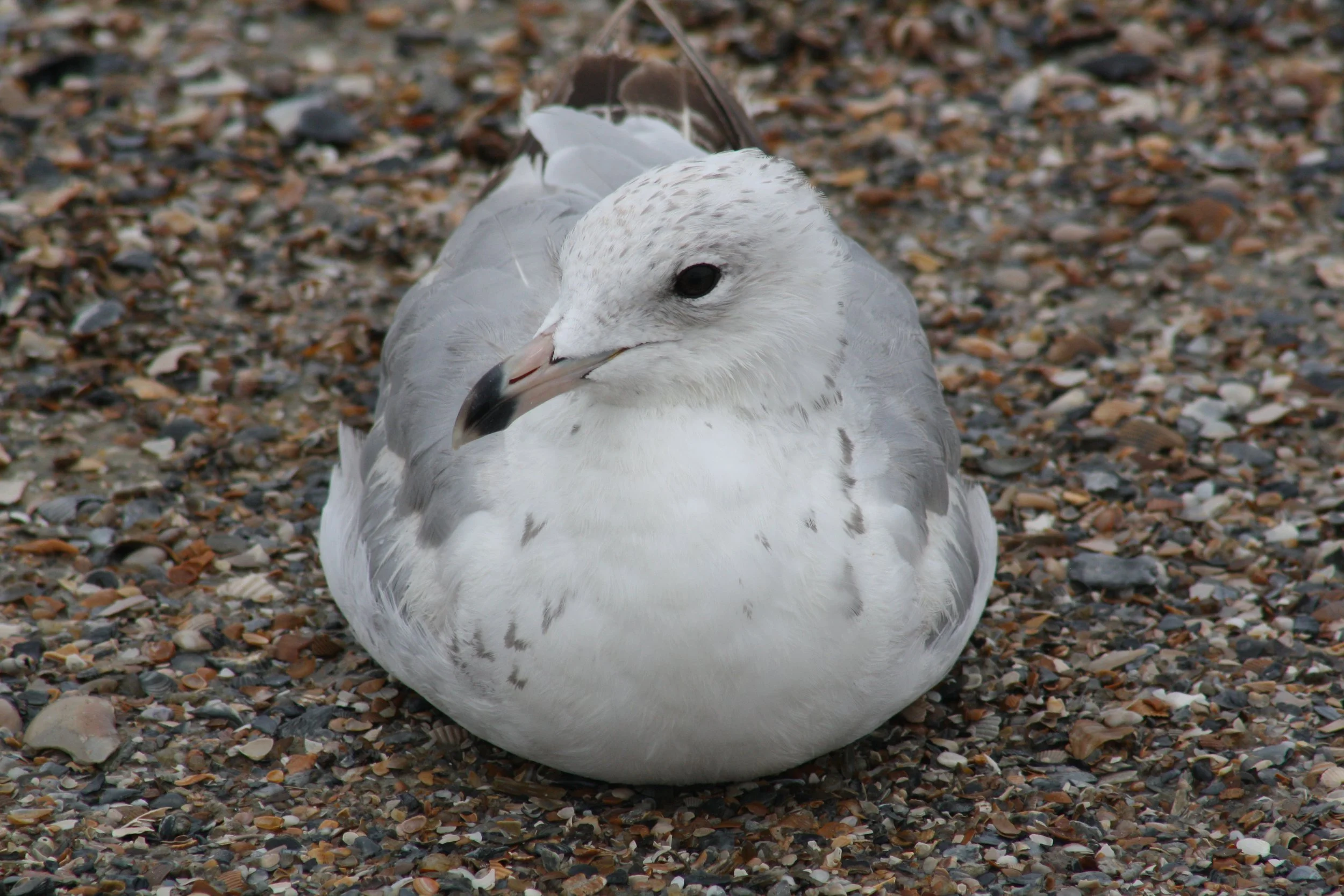 Ring Billed Gull, Tybee Island, GA, 2026.