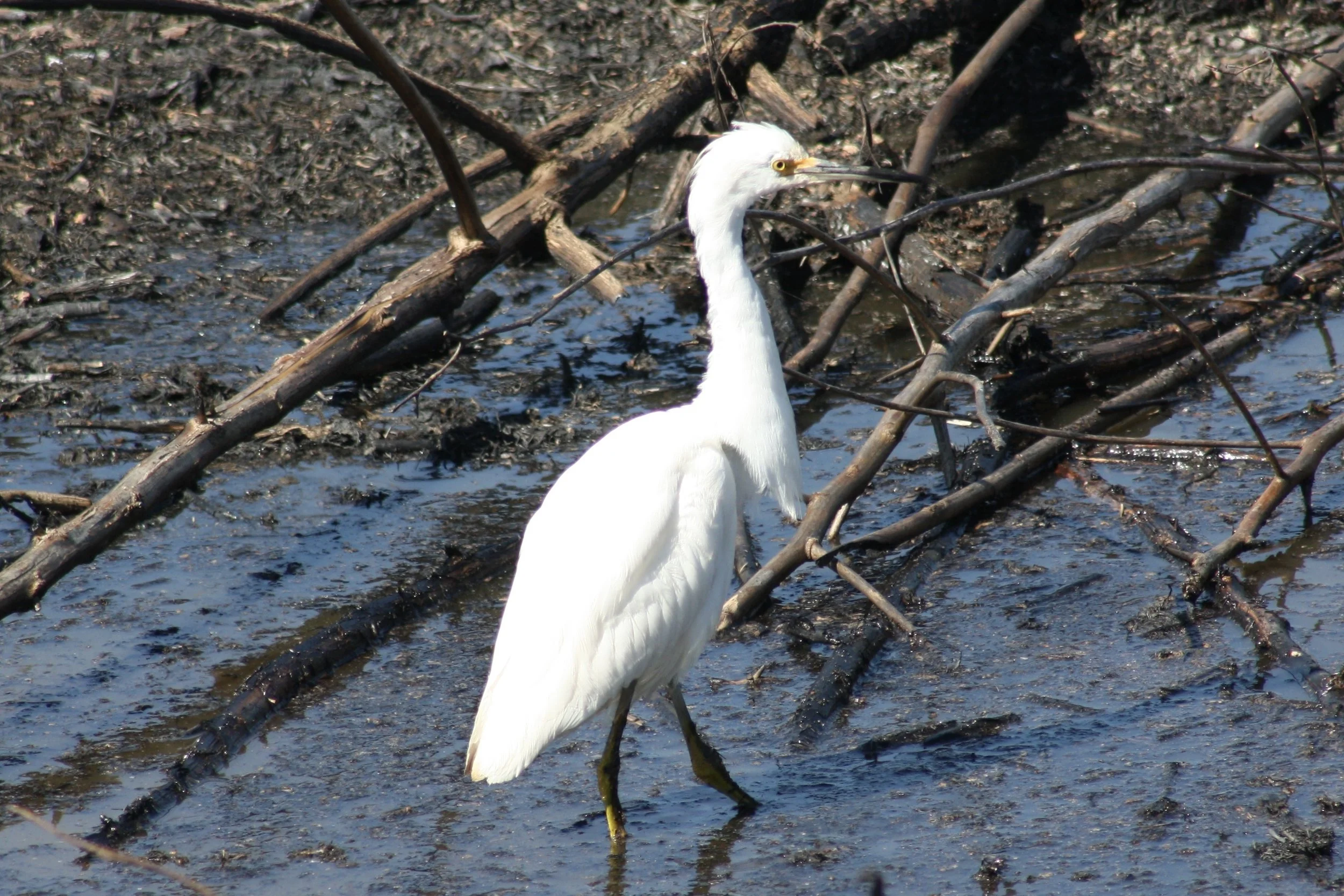 Snowy Egret, Savannah, GA, 2026.