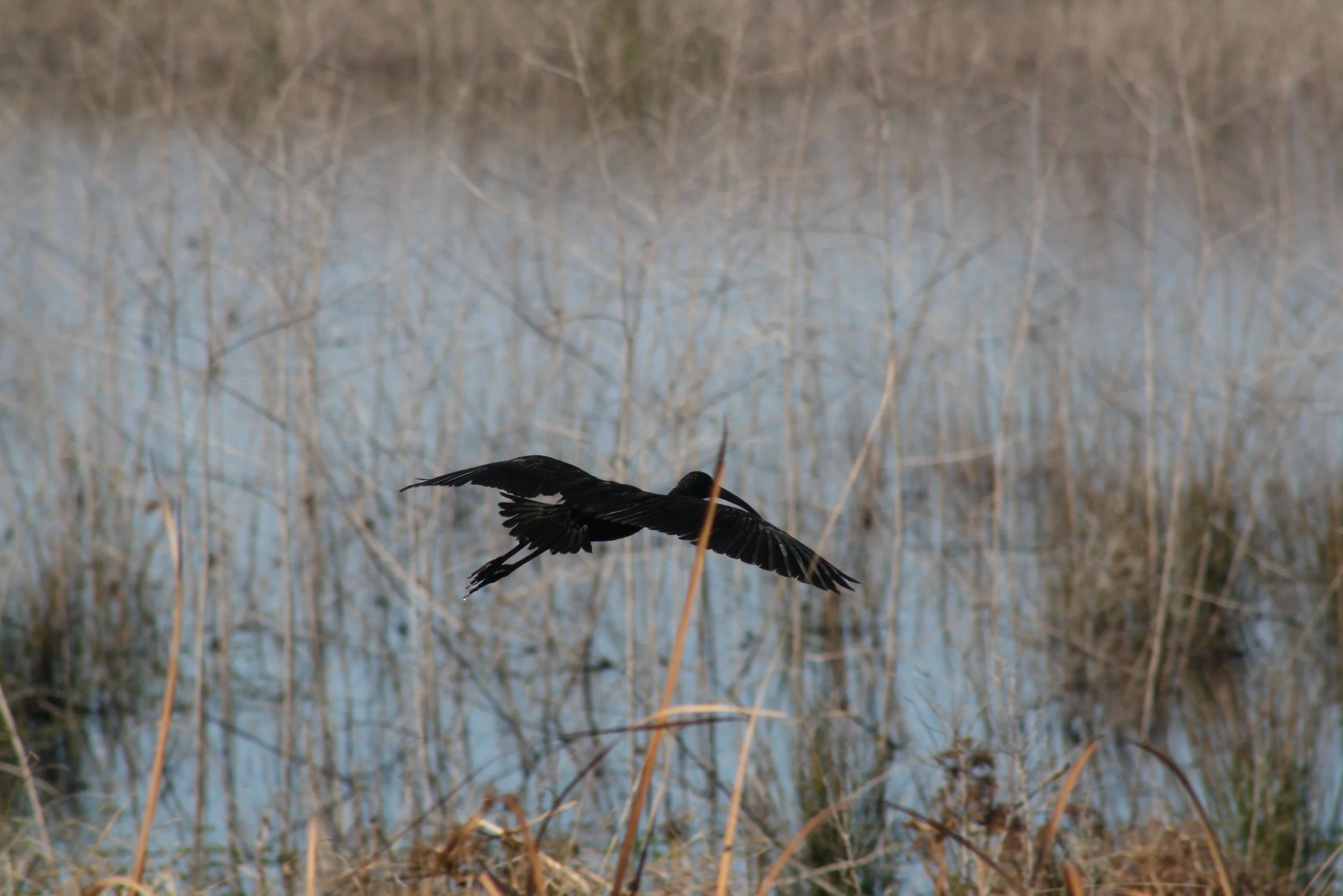 Glossy Ibis, Savannah, GA, 2025.