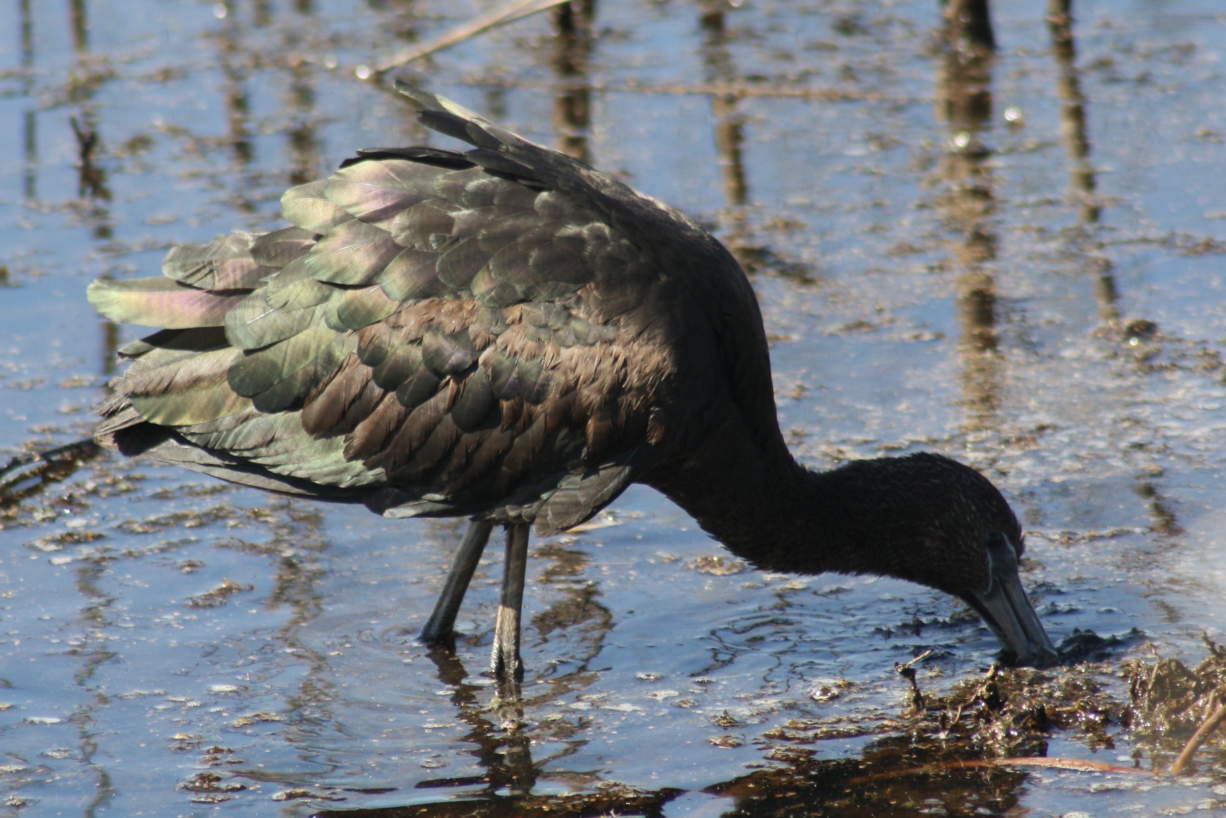 Glossy Ibis, Savannah, GA, 2026.
