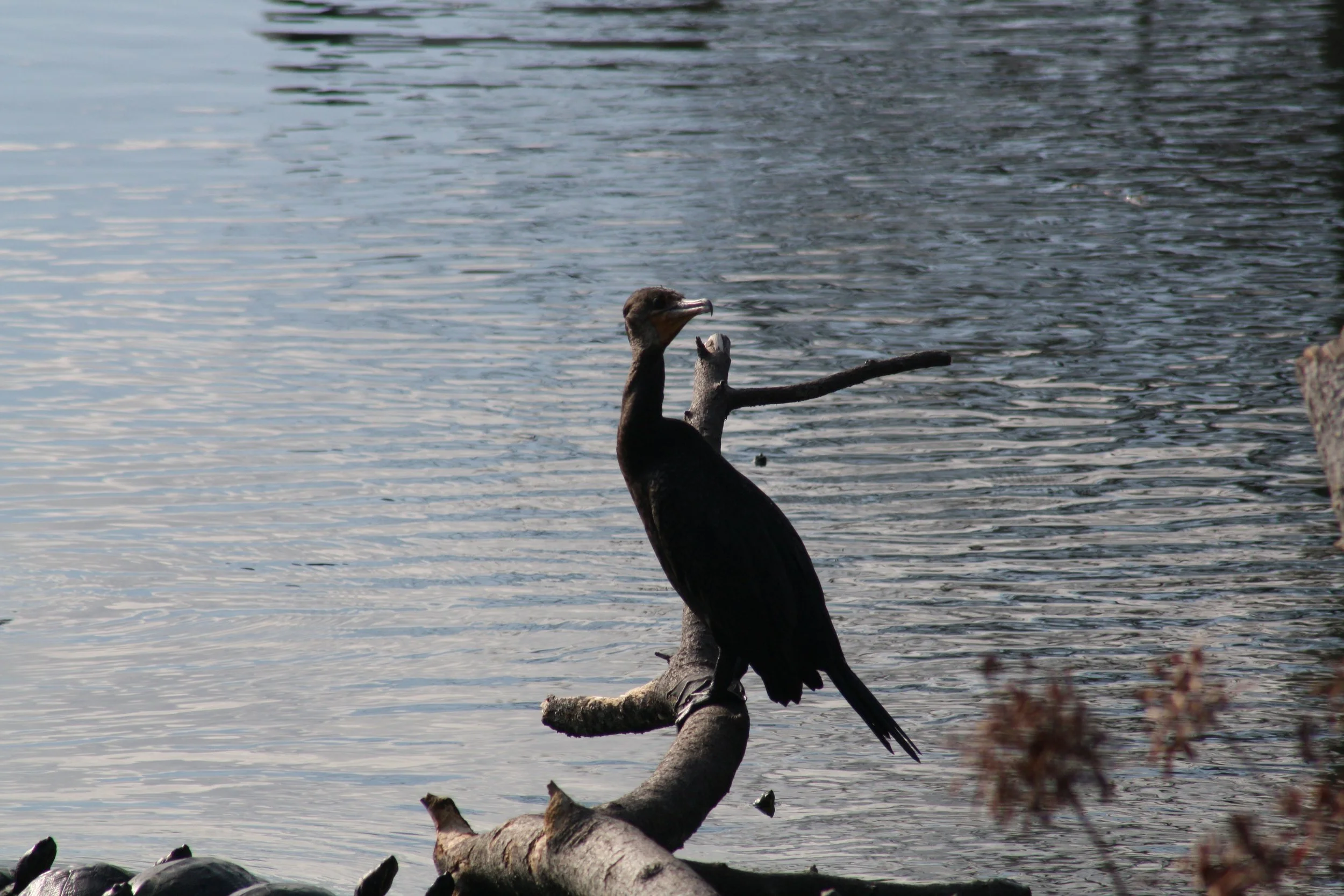 Double Crested Cormorant, Savannah, GA, 2026.