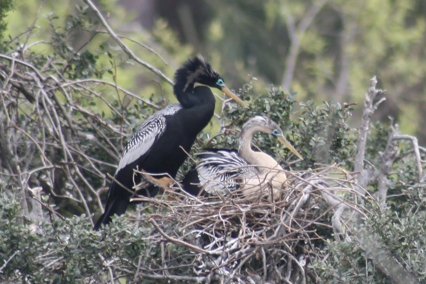 Anhinga, Hilton Head Island, SC, 2026.