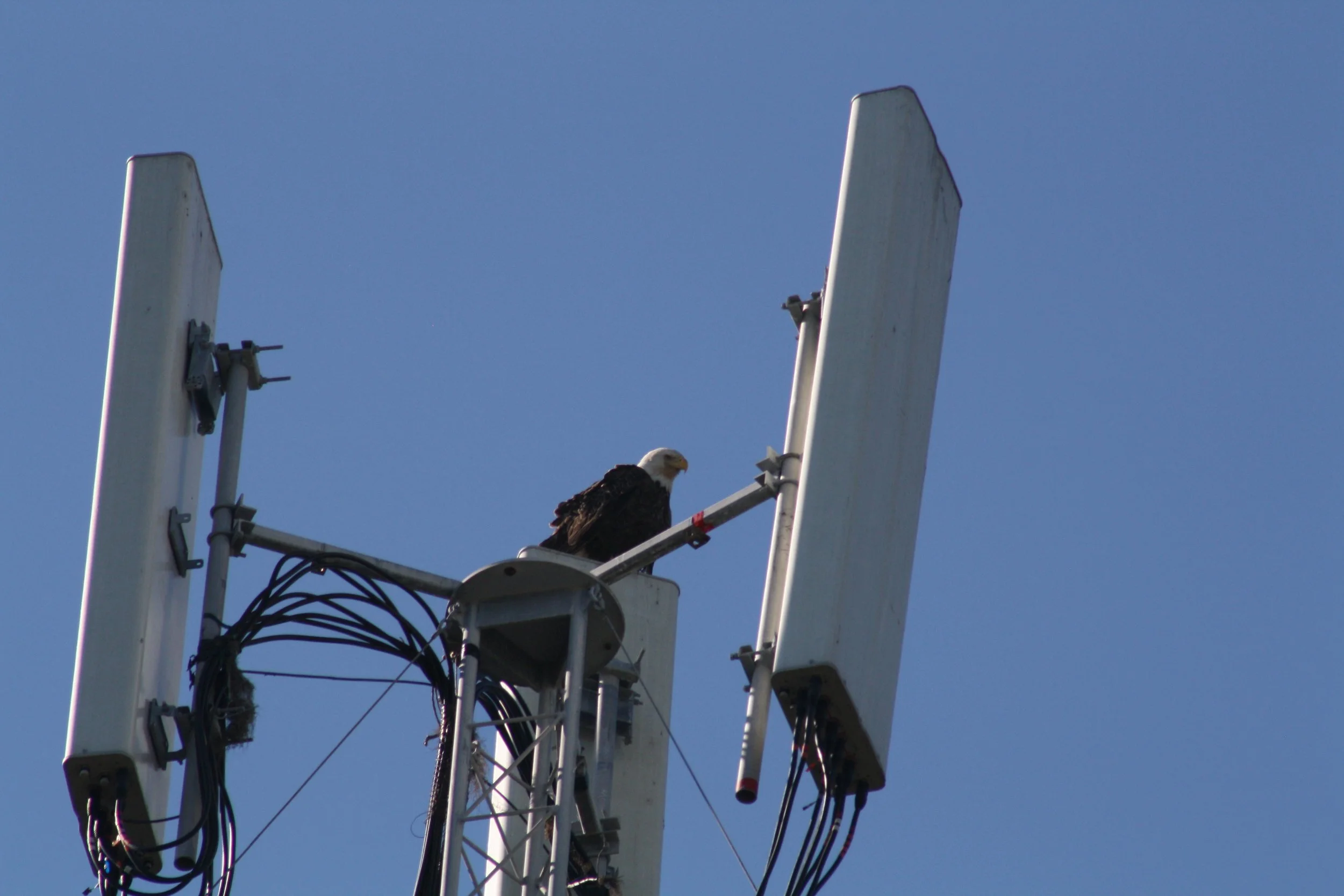 Bald Eagle, Jekyll Island, GA, 2025.