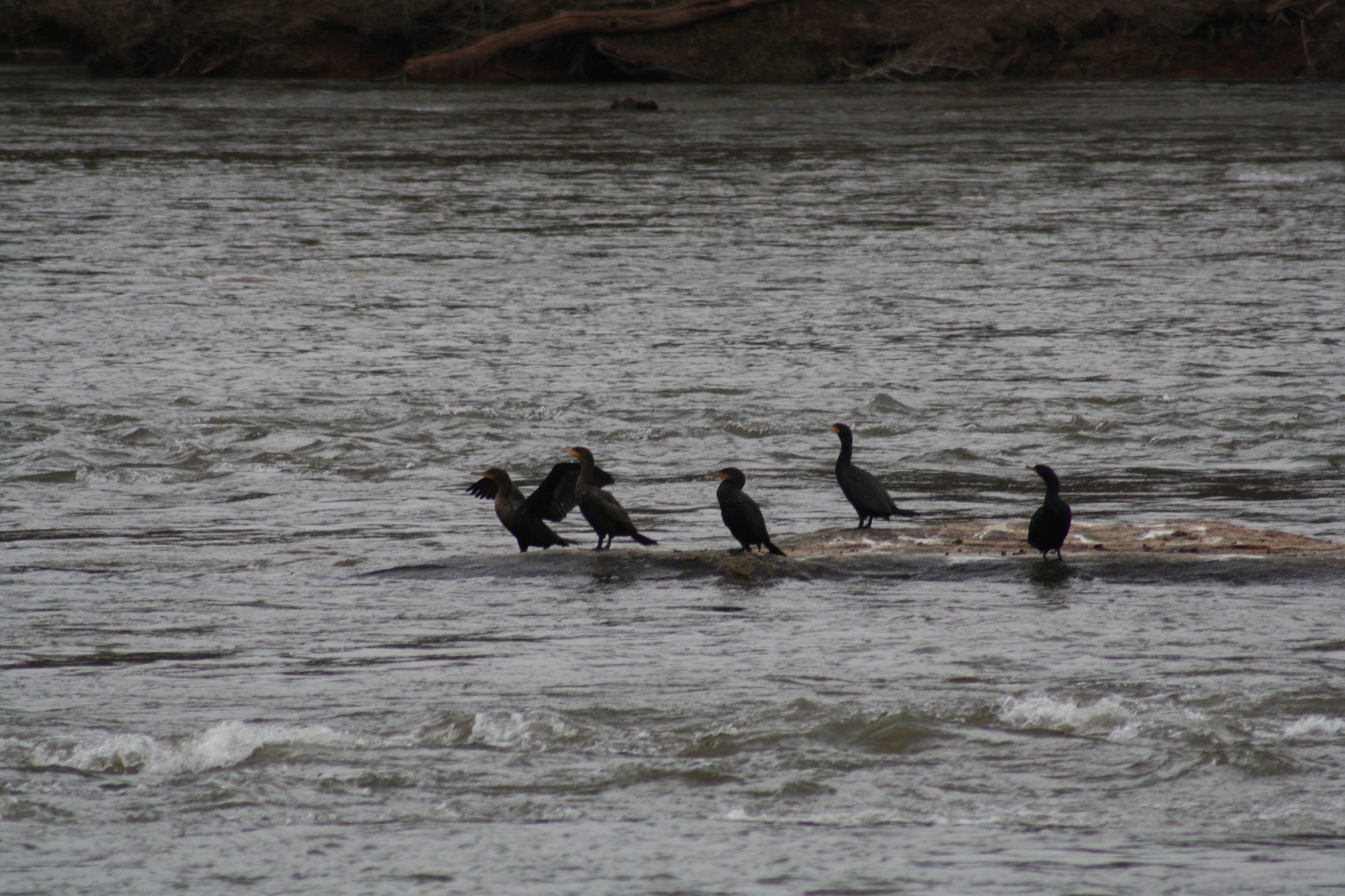 Double Crested Cormorant, Cochran Shoals, GA, 2025.