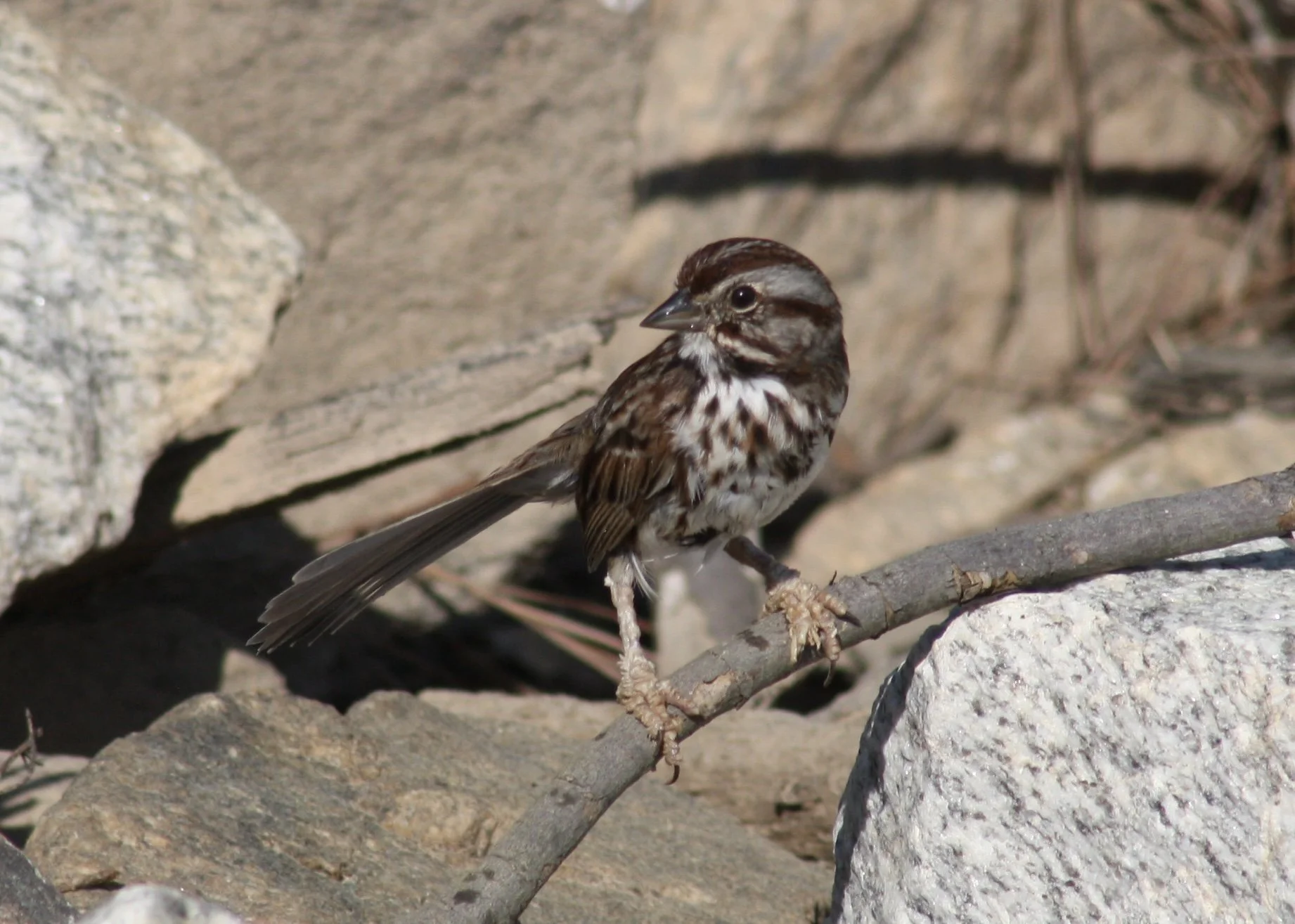 Song Sparrow, Atlanta, GA, 2026.