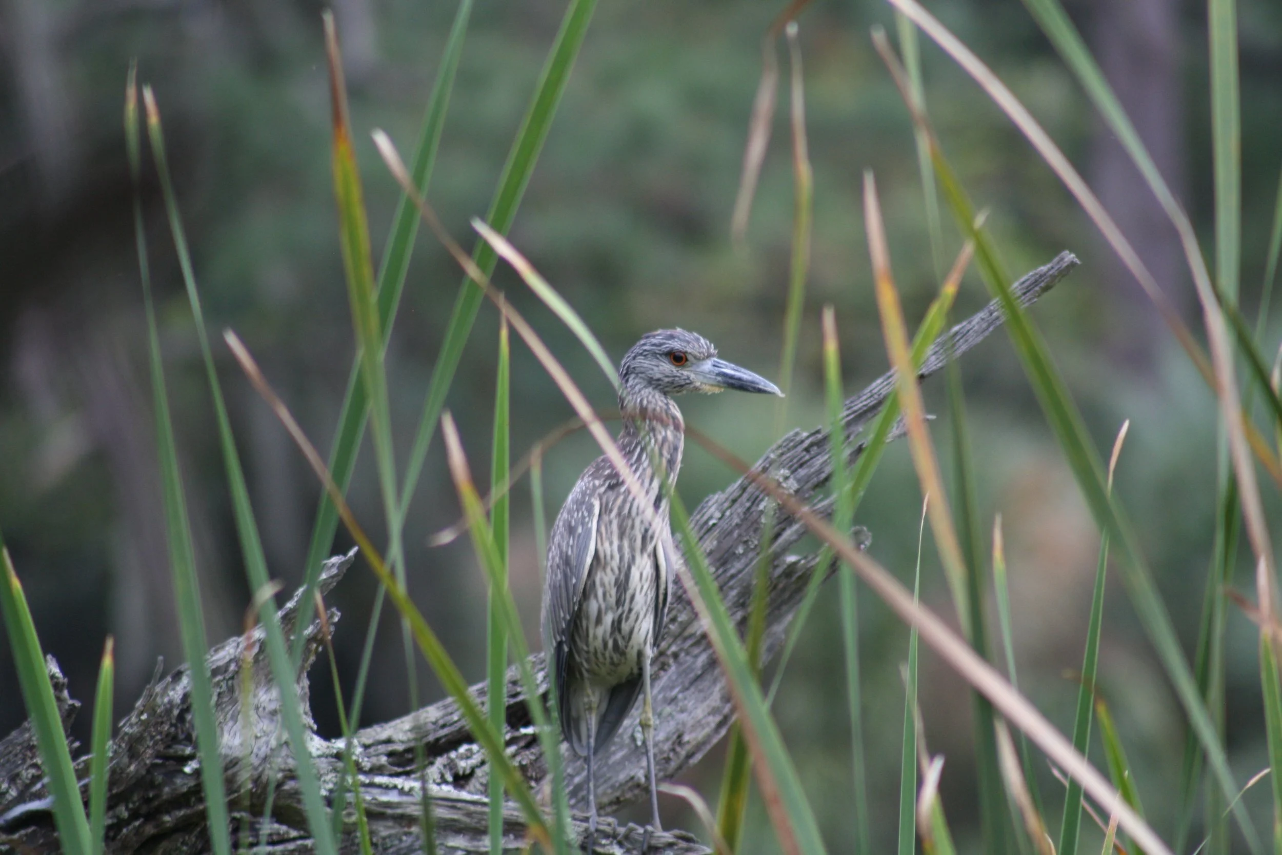 Yellow Crowned Night Heron, Skidaway Island, GA, 2025.
