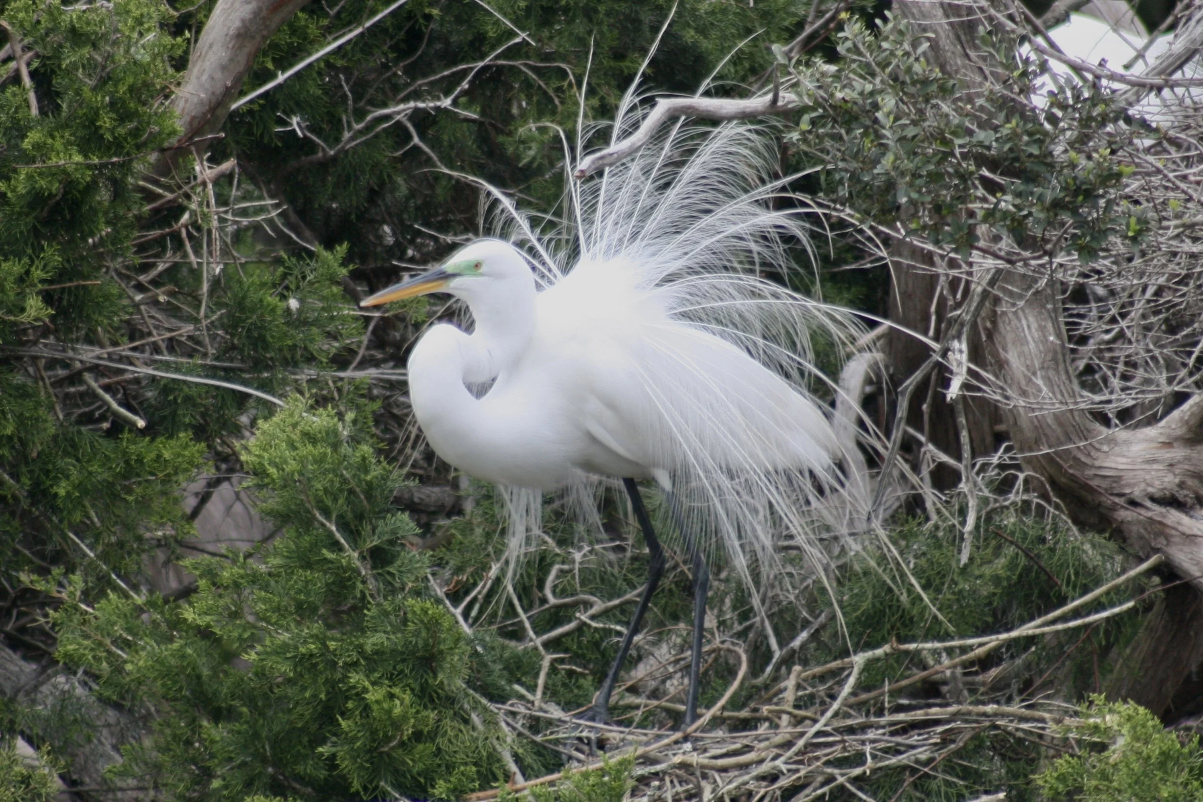 Great Egret, Hilton Head Island, SC, 2026.
