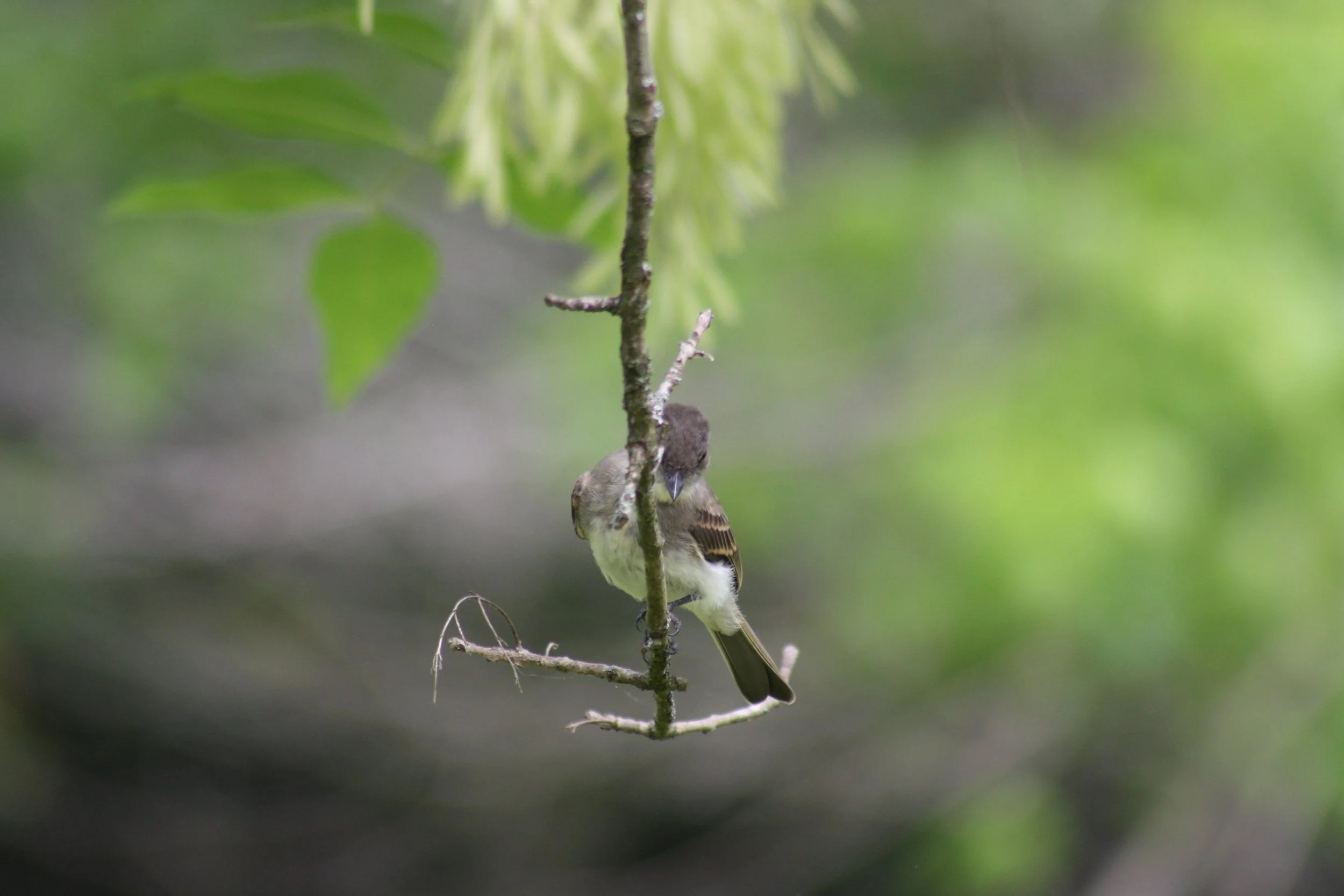 Eastern Phoebe, Cochran Shoals, GA, 2025.