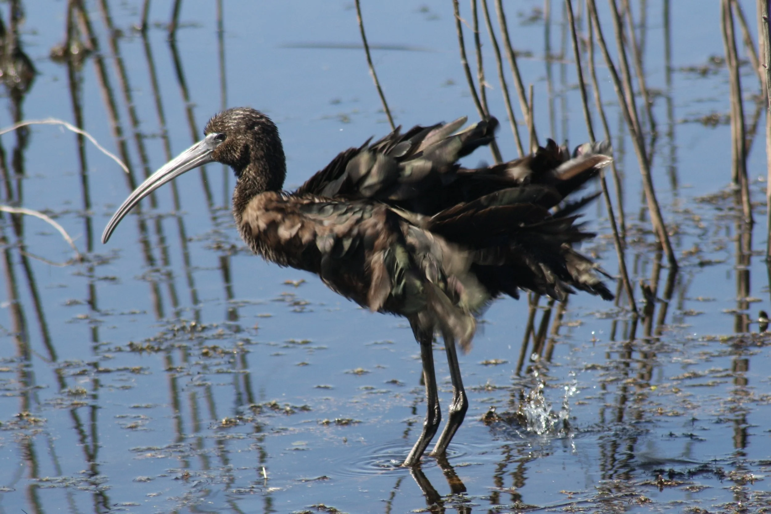 Glossy Ibis, Savannah, GA, 2026.