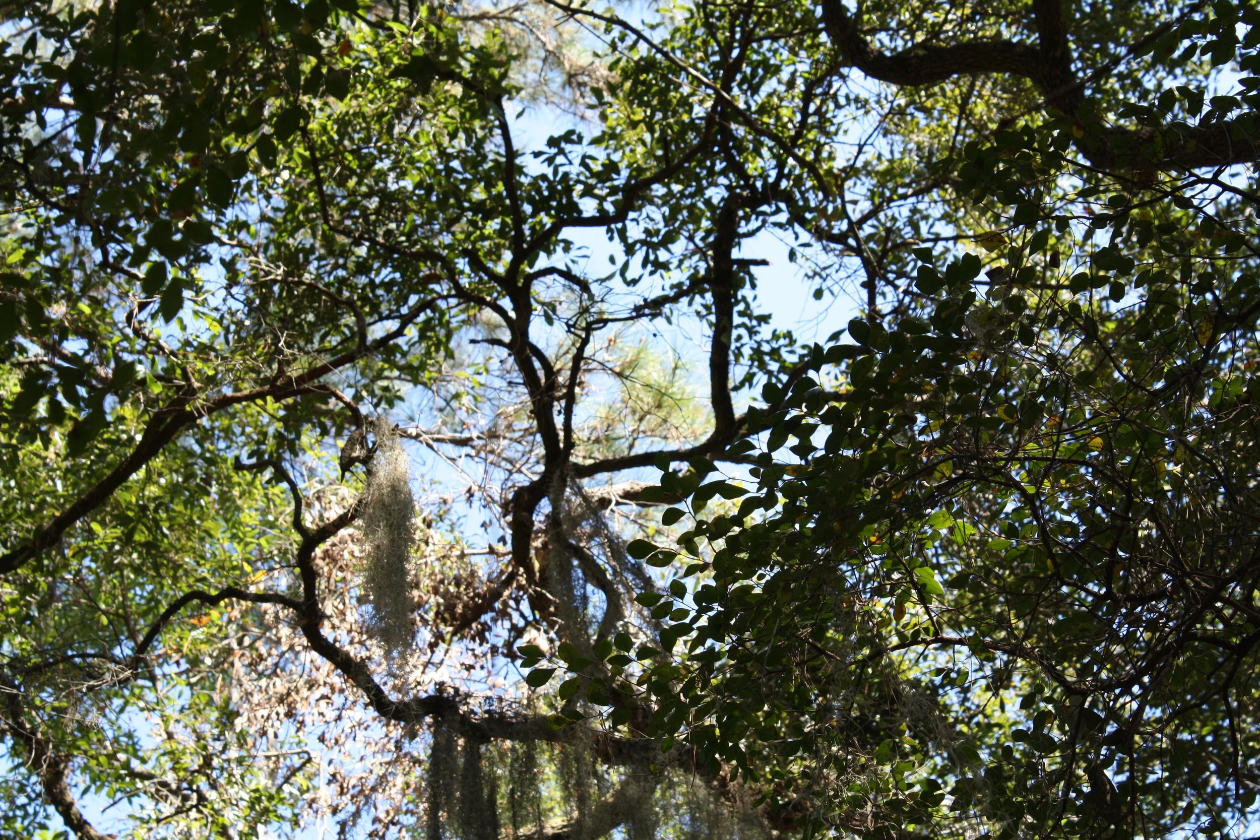 Skidaway Island, GA, 2025.