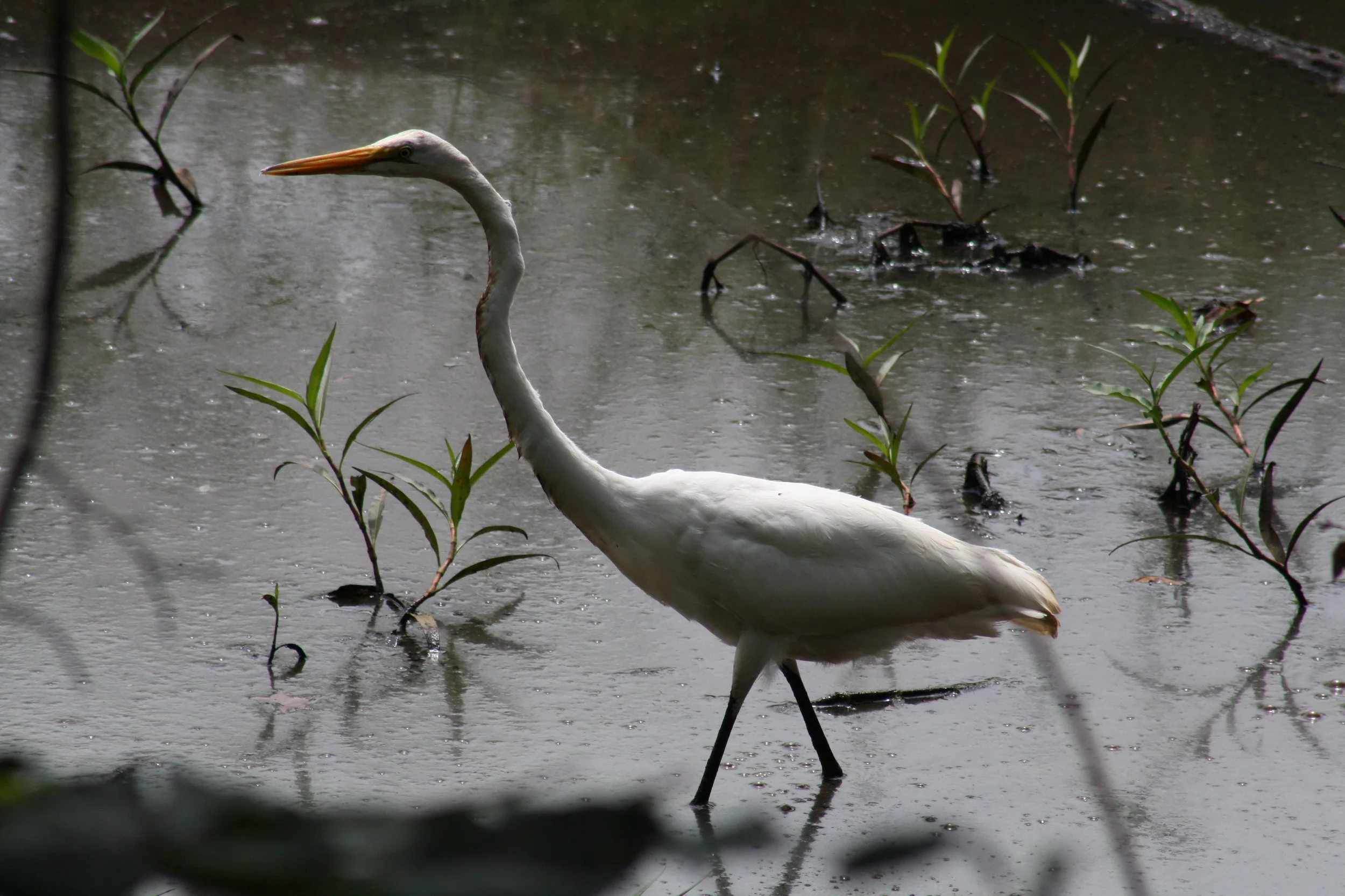 Great Egret, Alpharetta, GA, 2025.