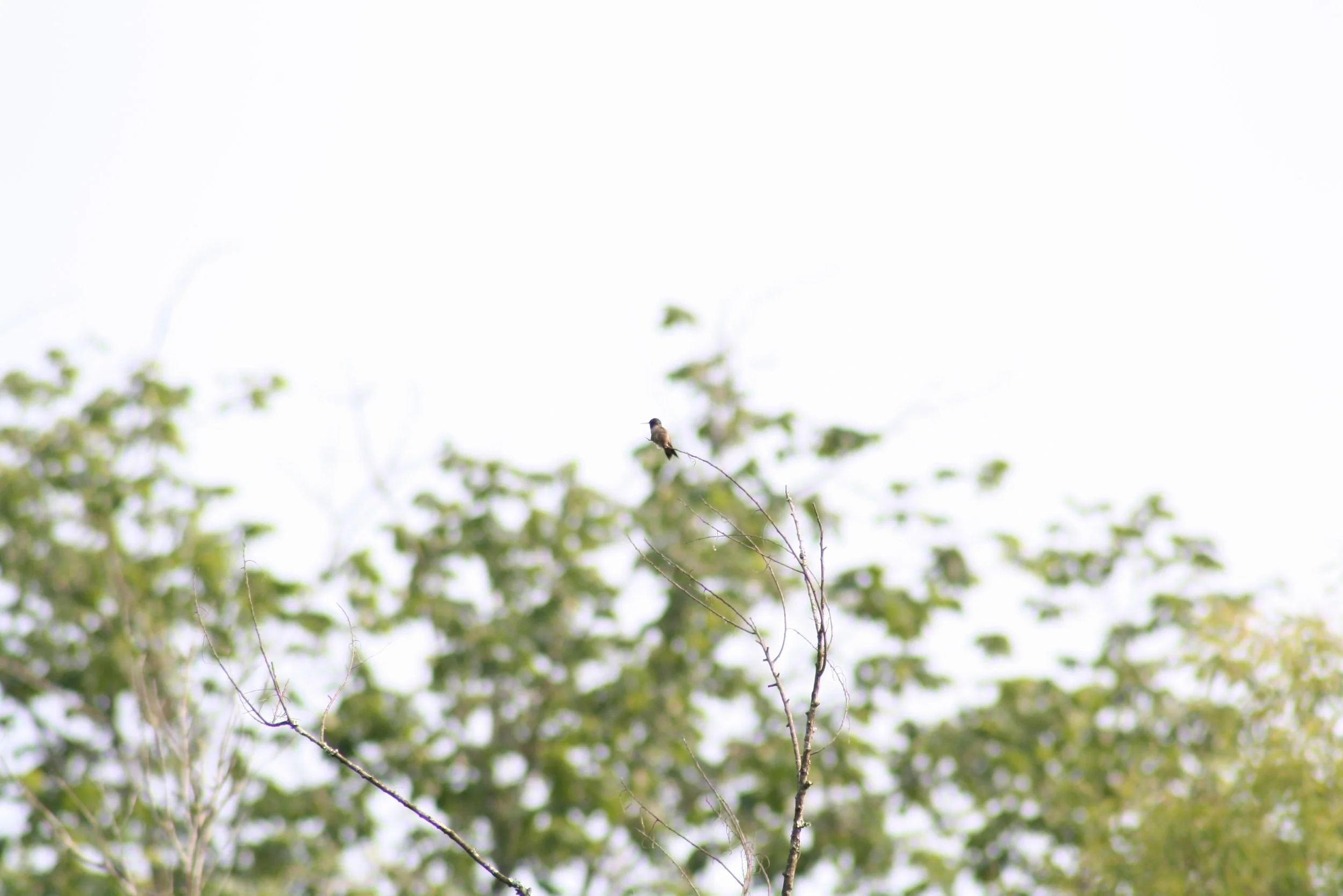 Ruby Throated Hummingbird, Cochran Shoals, GA, 2025.