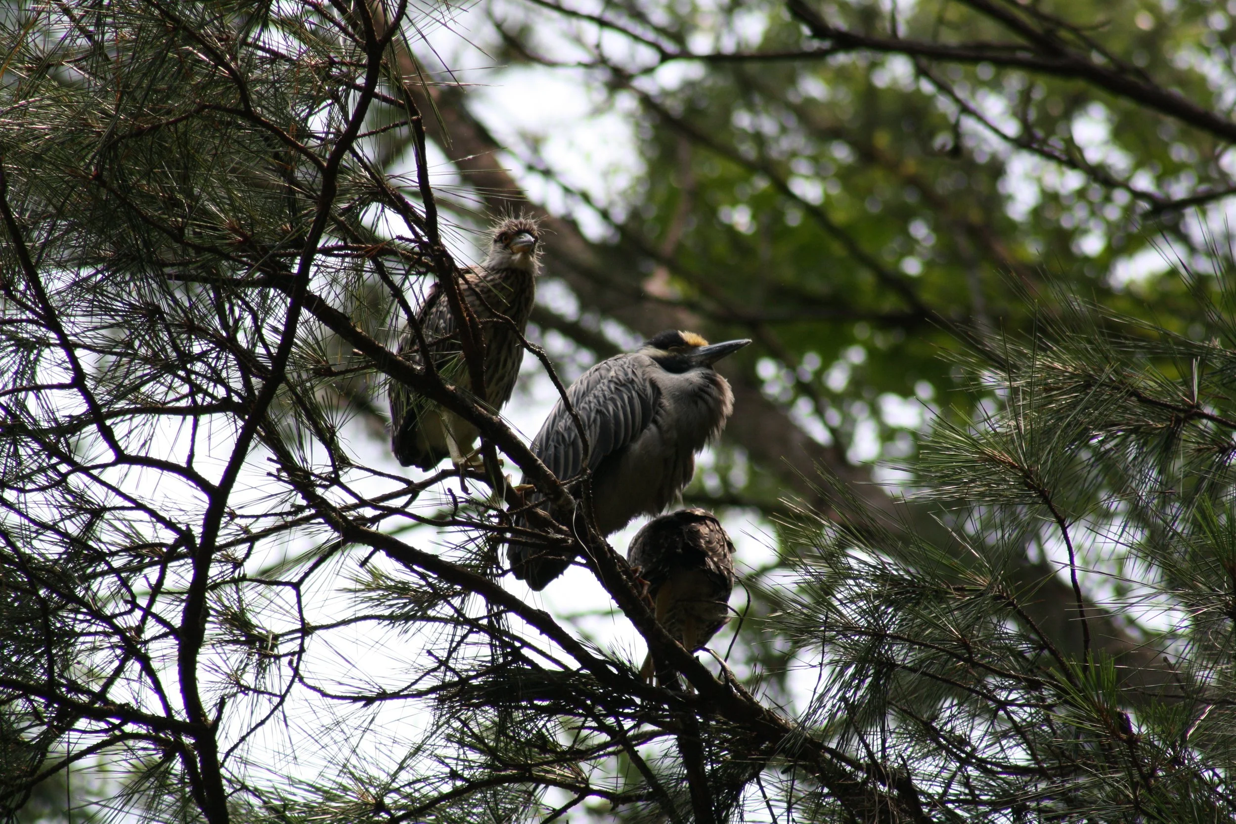 Yellow Crowned Night Heron, Cochran Shoals, GA, 2025.