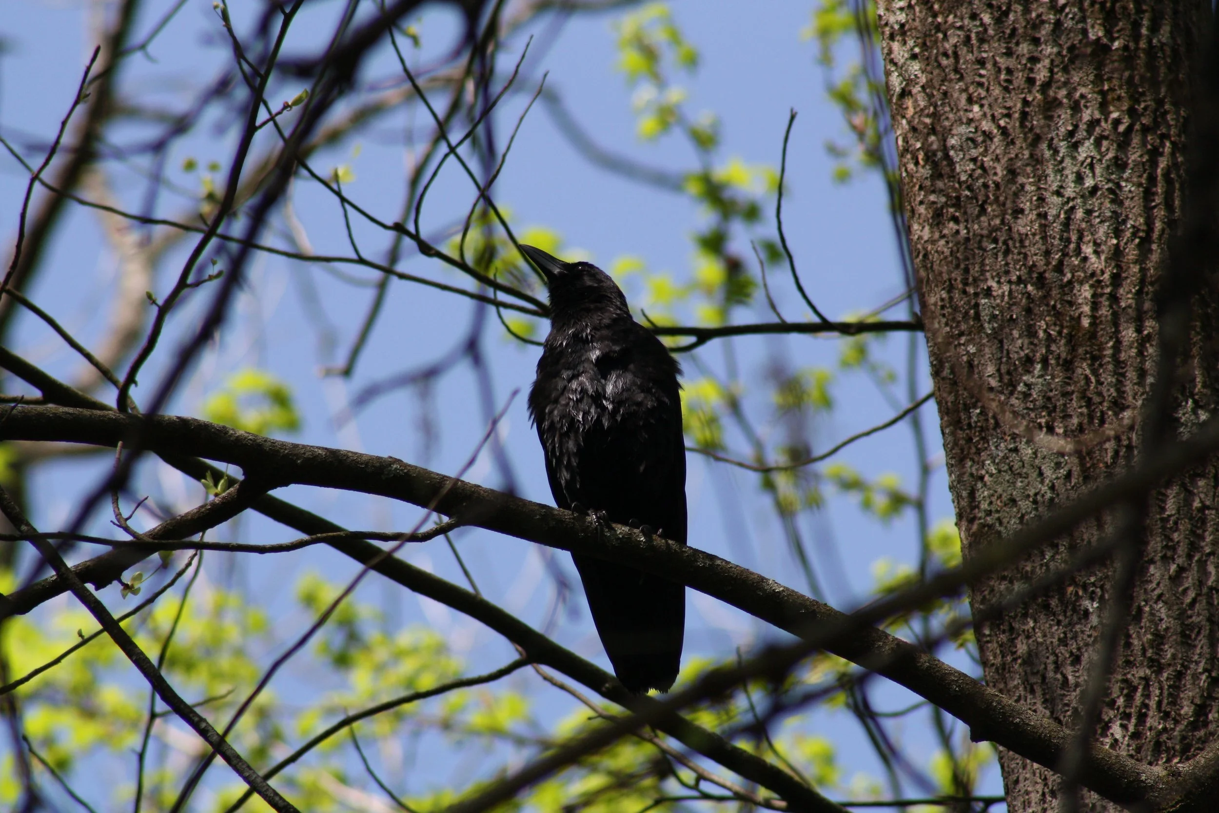 American Crow, Atlanta, GA, 2025.