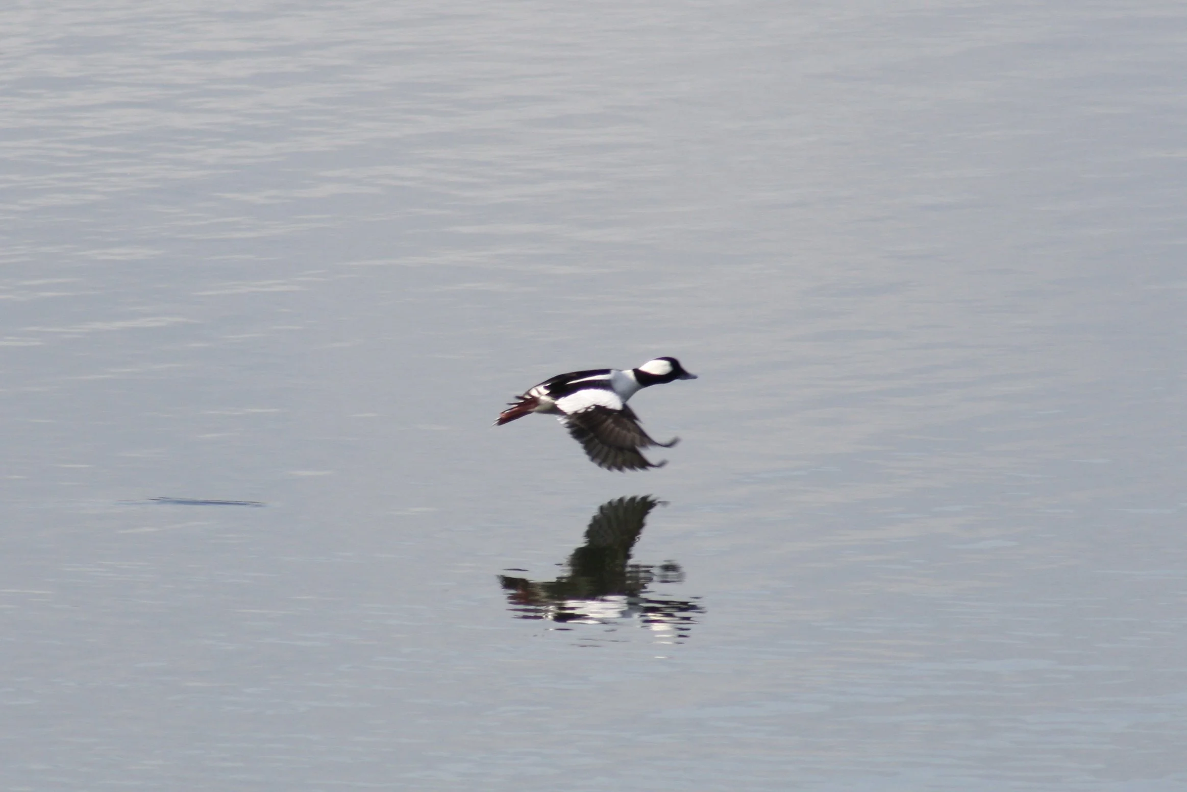 Bufflehead, Savannah, GA, 2026.