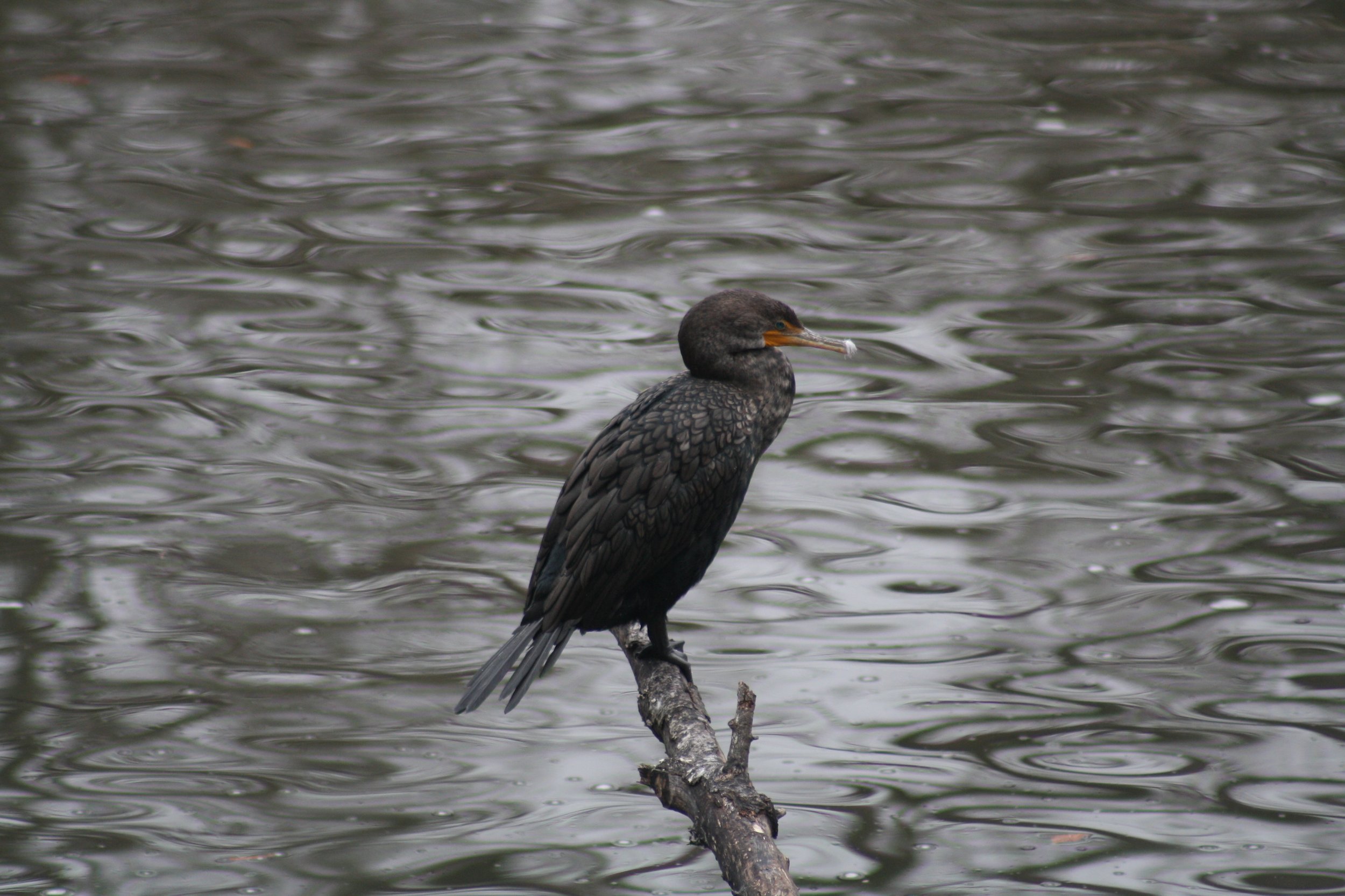 Double Crested Cormorant, Savannah, GA, 2026.