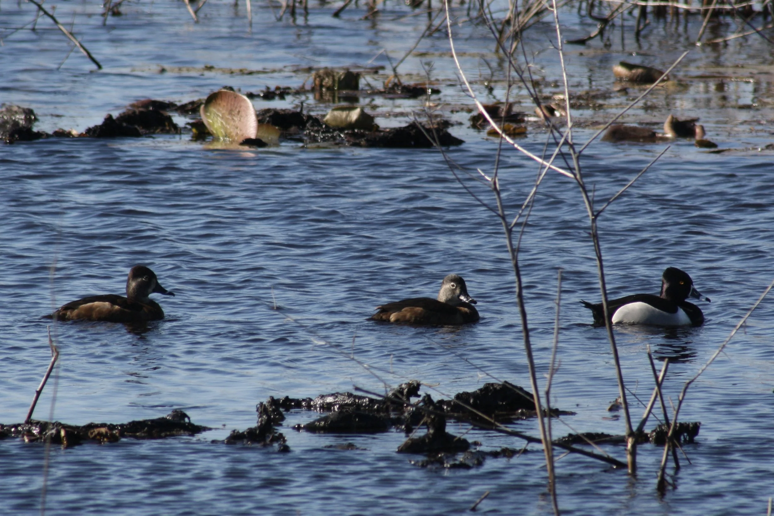 Ring Necked Duck, Savannah, GA, 2026.