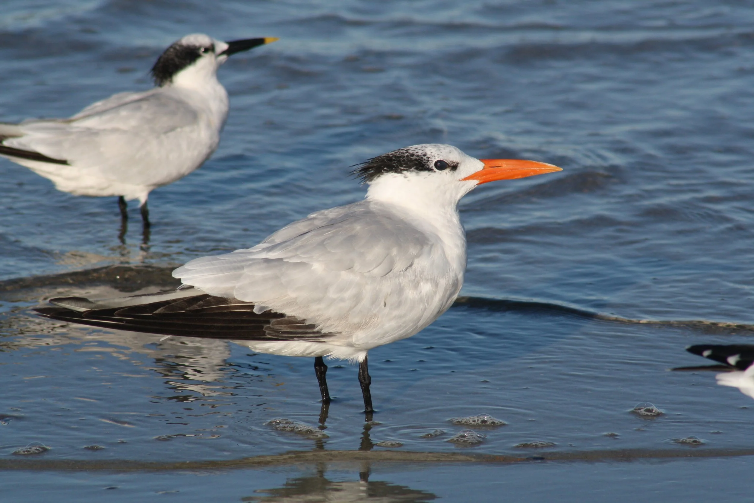 Royal Tern, Tybee Island, GA, 2025.